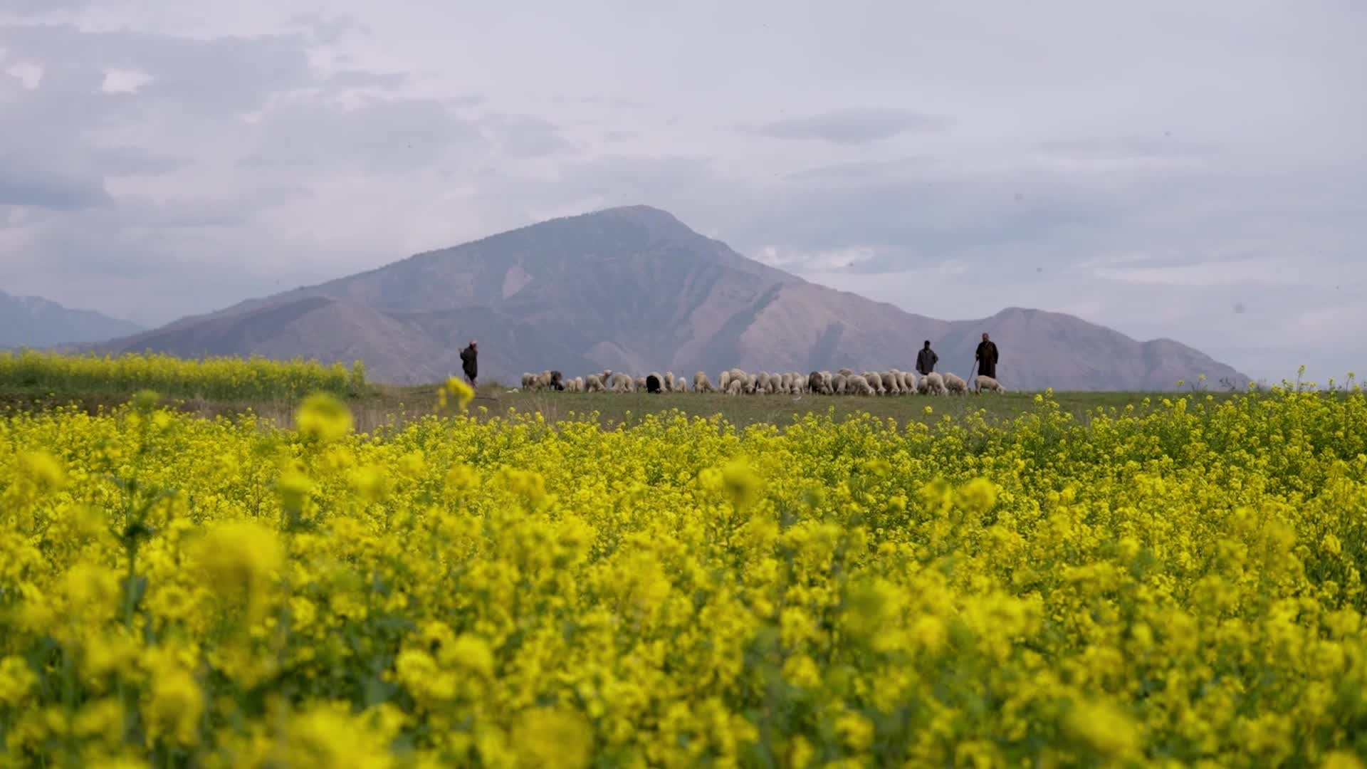 Spring in Kashmir
