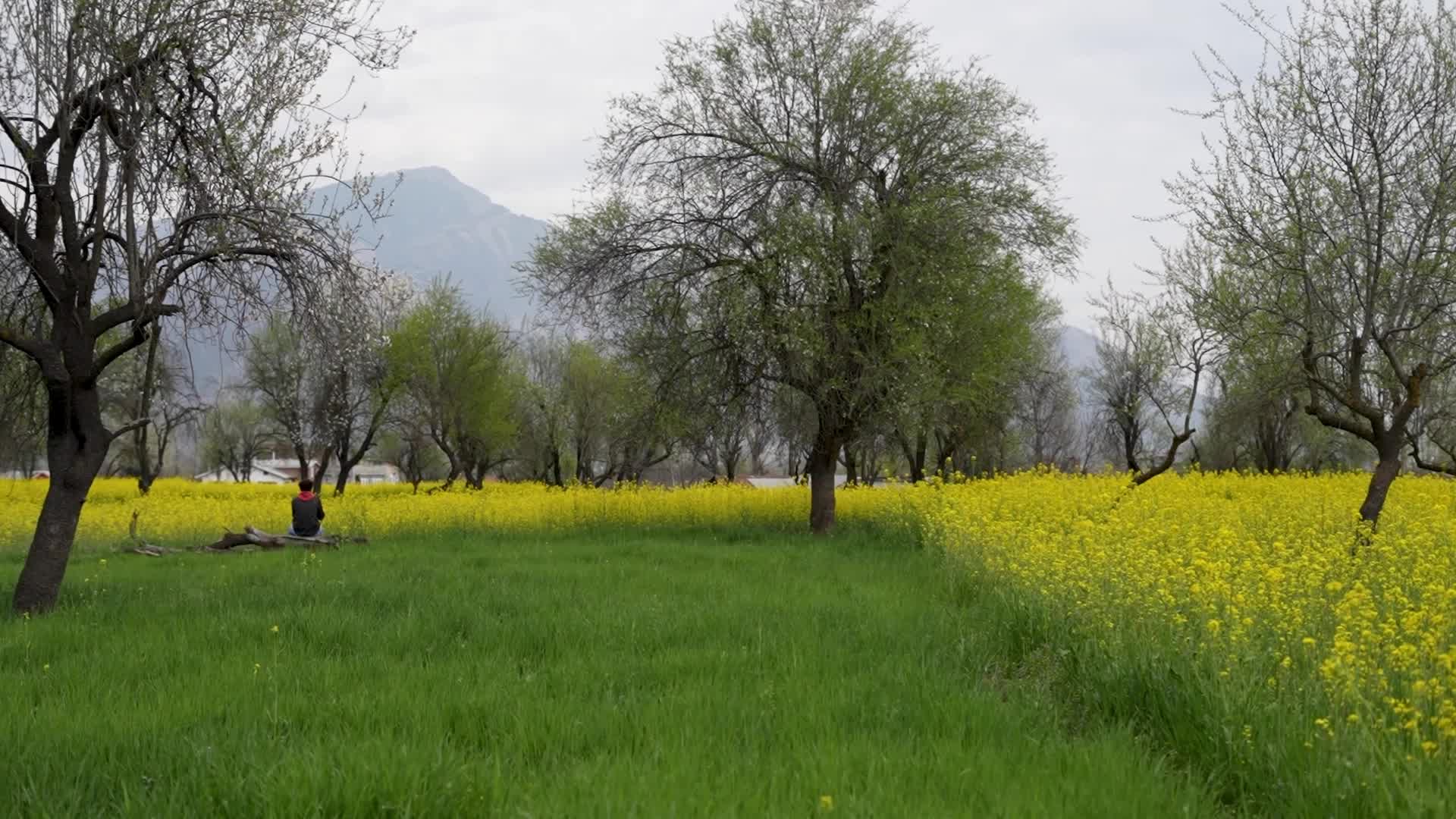 Spring in Kashmir