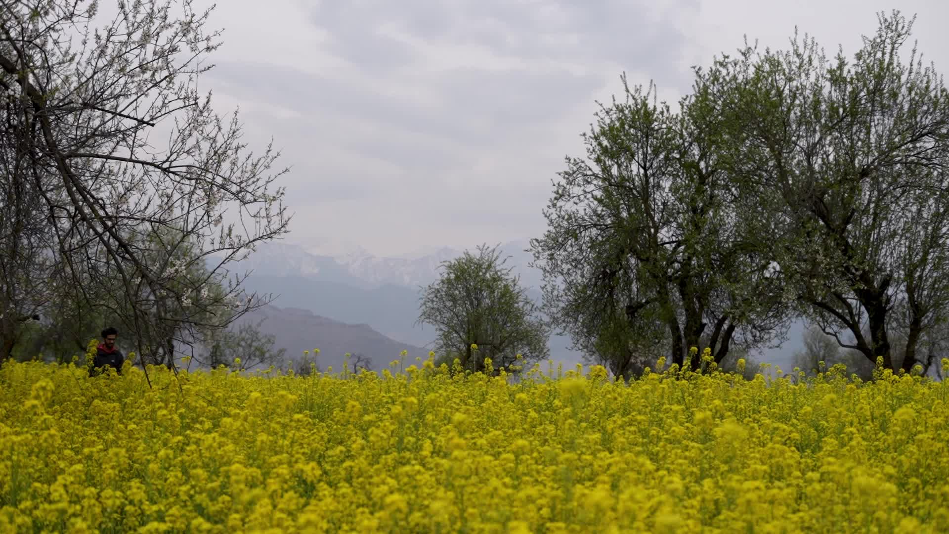 Spring in Kashmir