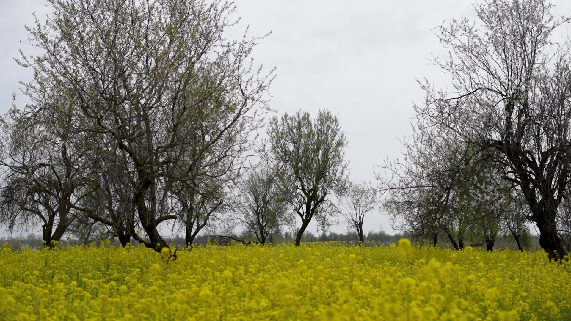 Spring in Kashmir