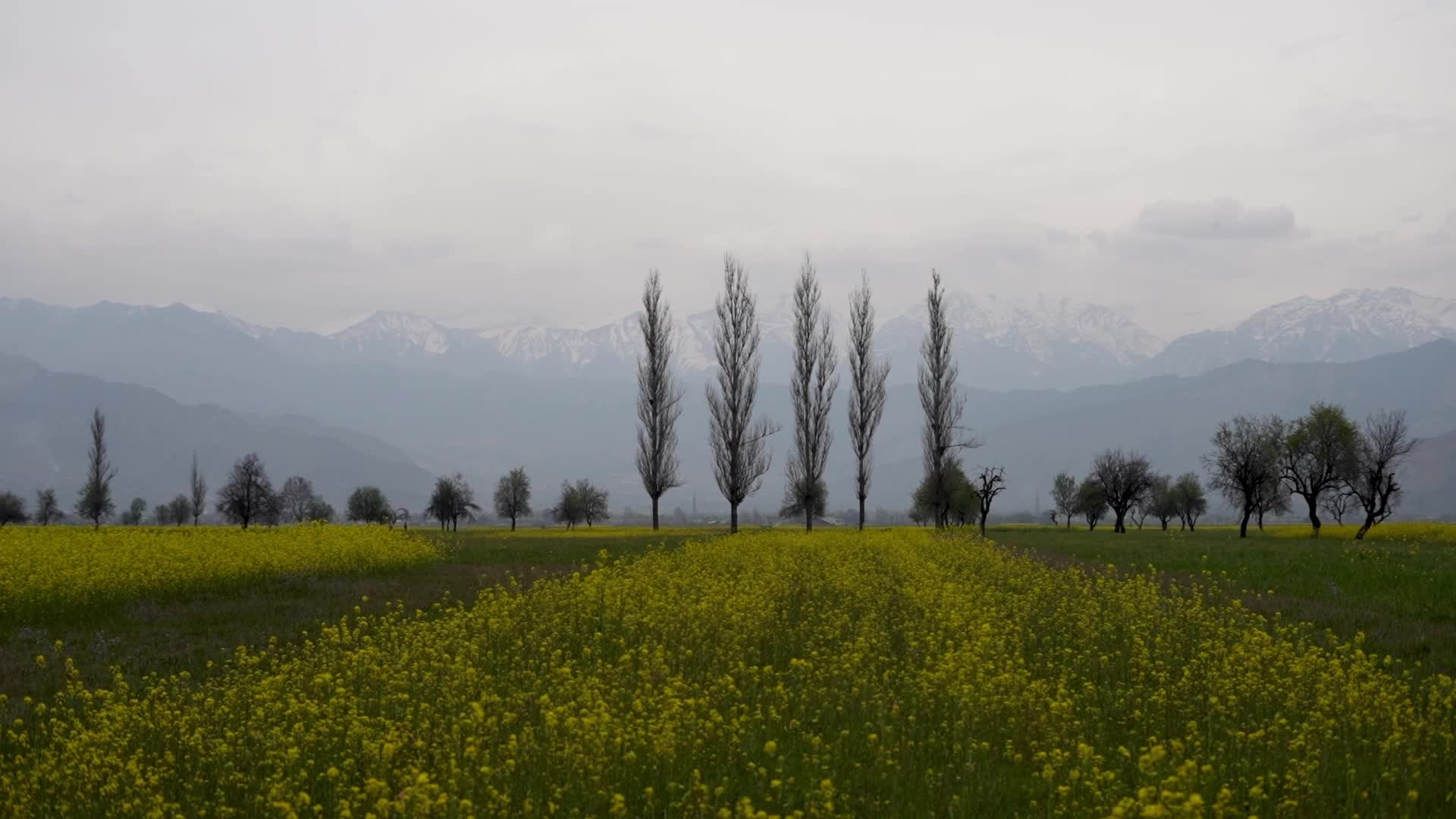 Spring in Kashmir