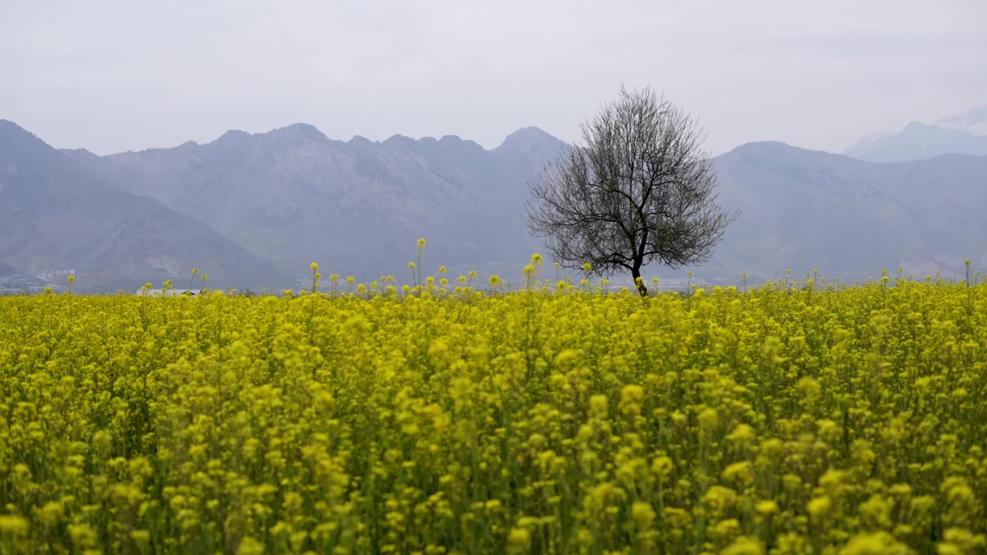 Spring in Kashmir