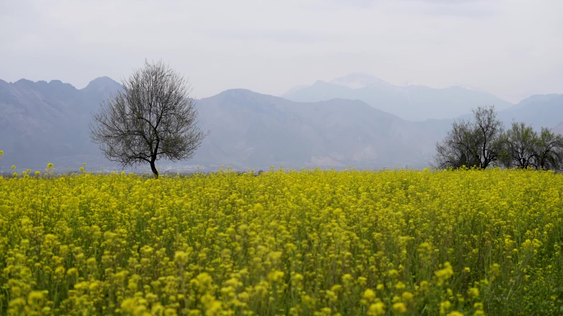 Spring in Kashmir