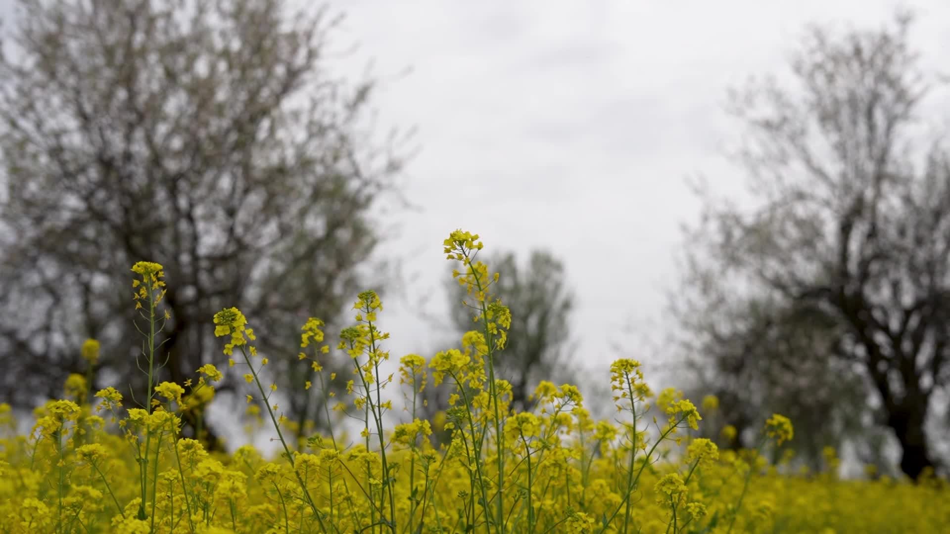 Spring in Kashmir