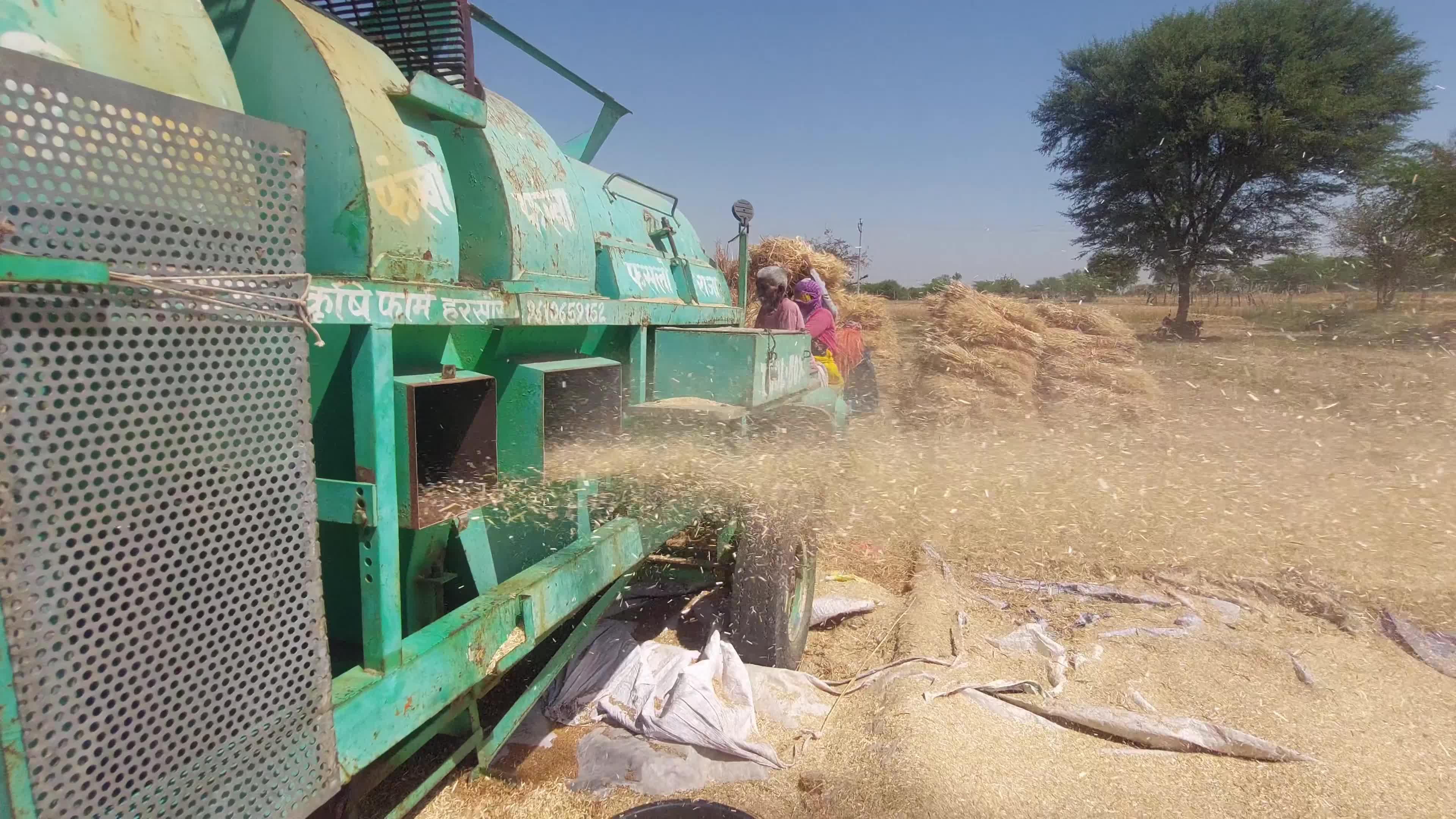 Indian Farmers thresh harvested wheat crop