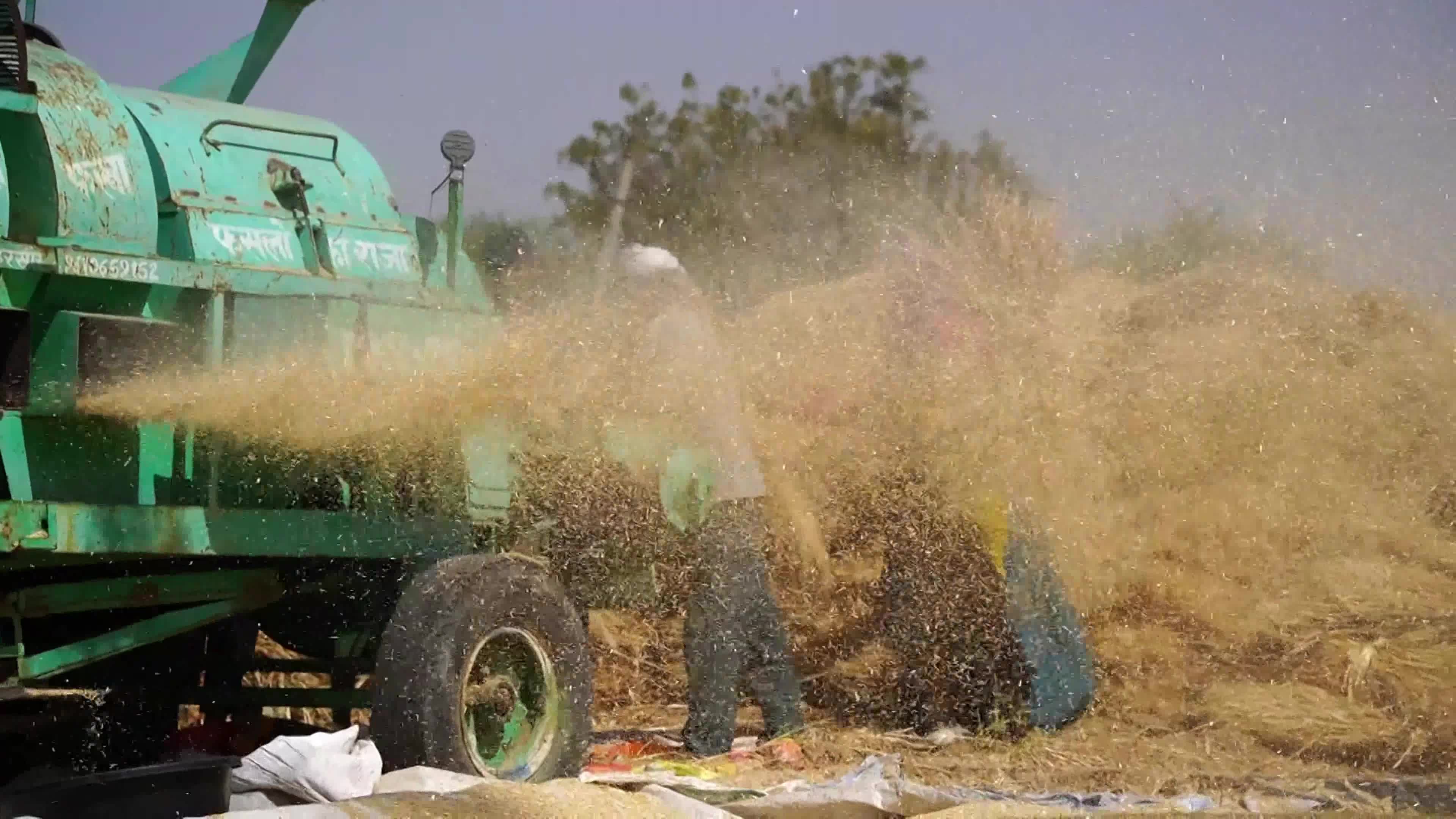 Indian Farmers thresh harvested wheat crop