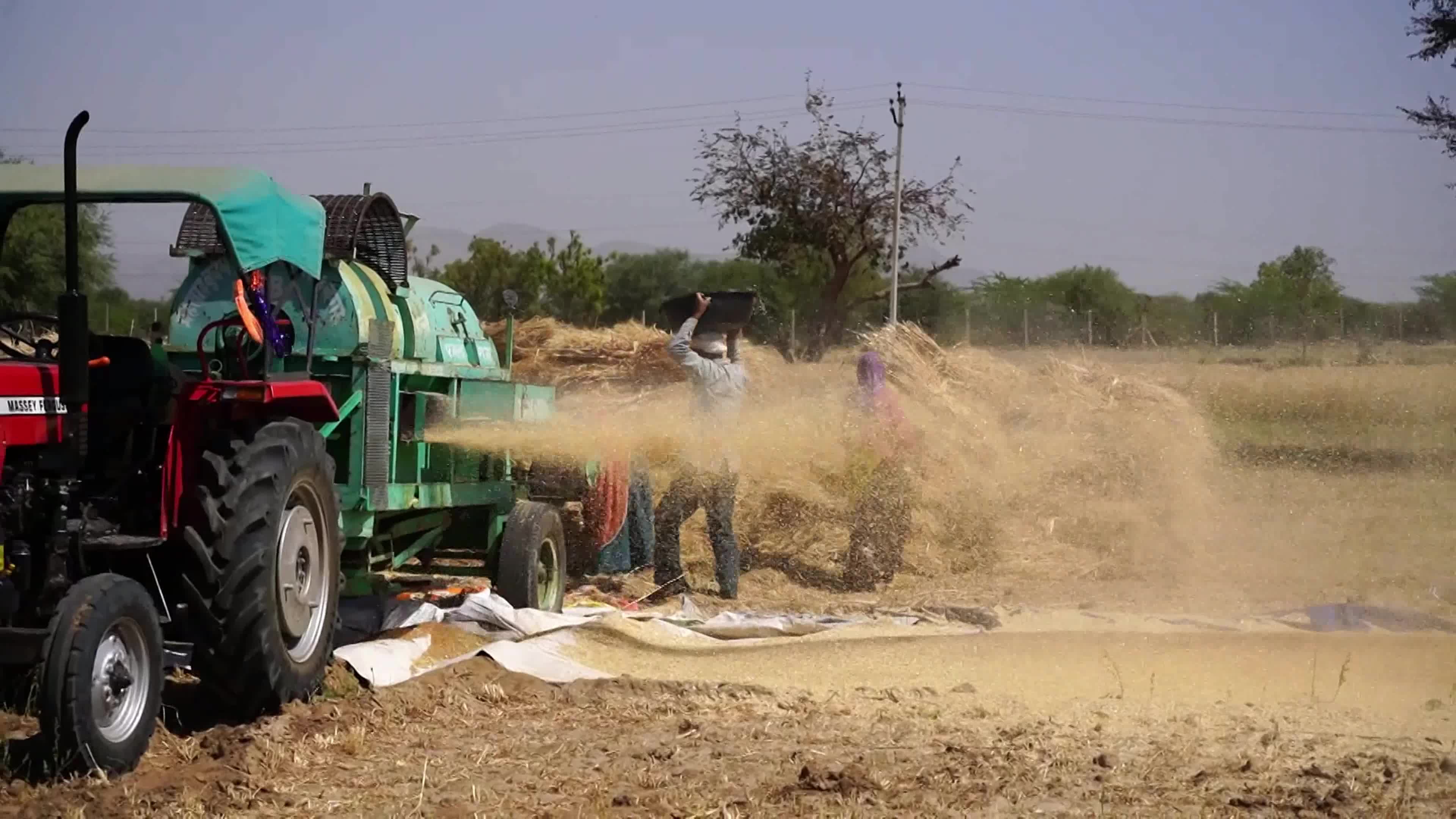 Indian Farmers thresh harvested wheat crop