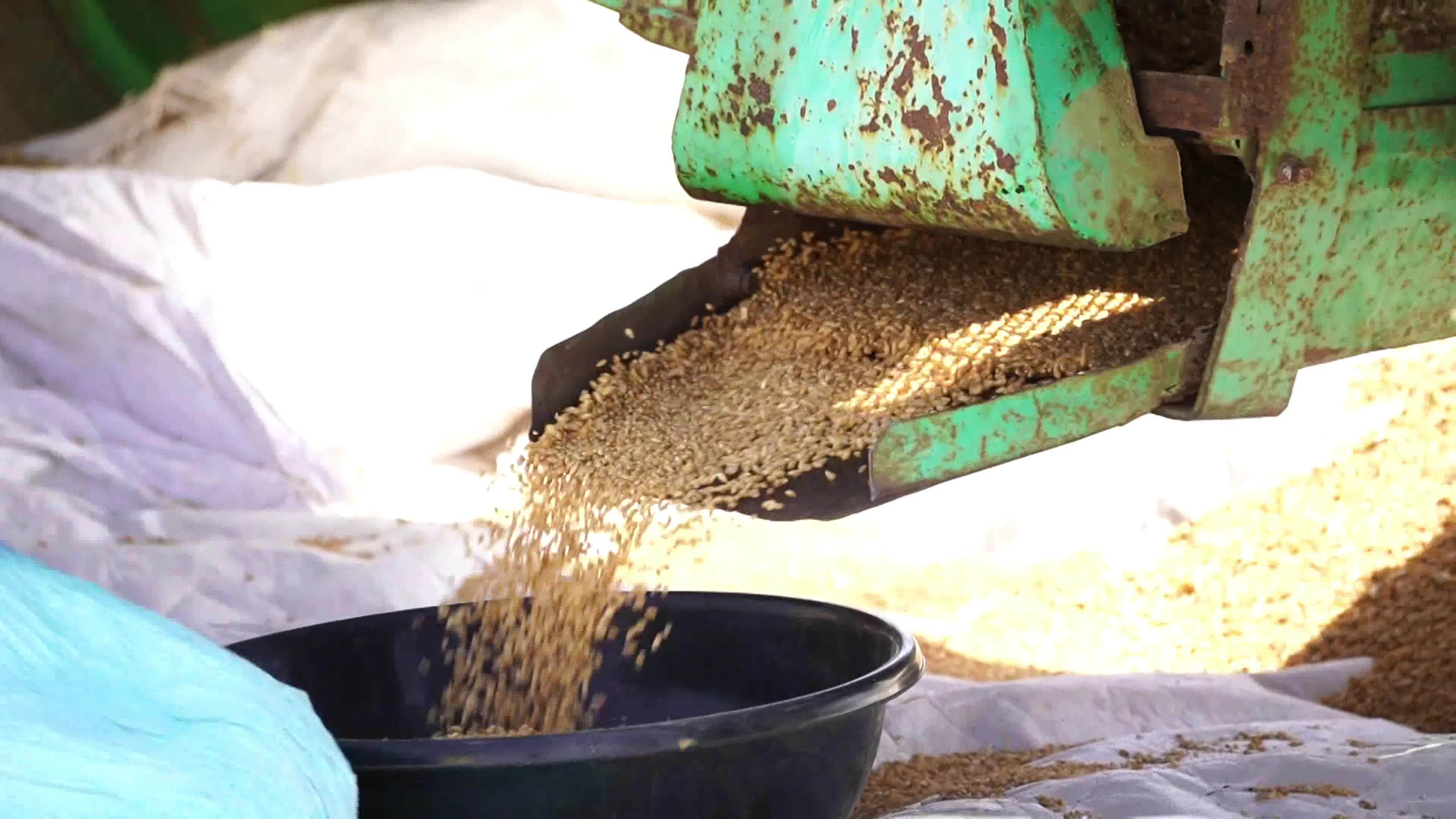 Indian Farmers thresh harvested wheat crop