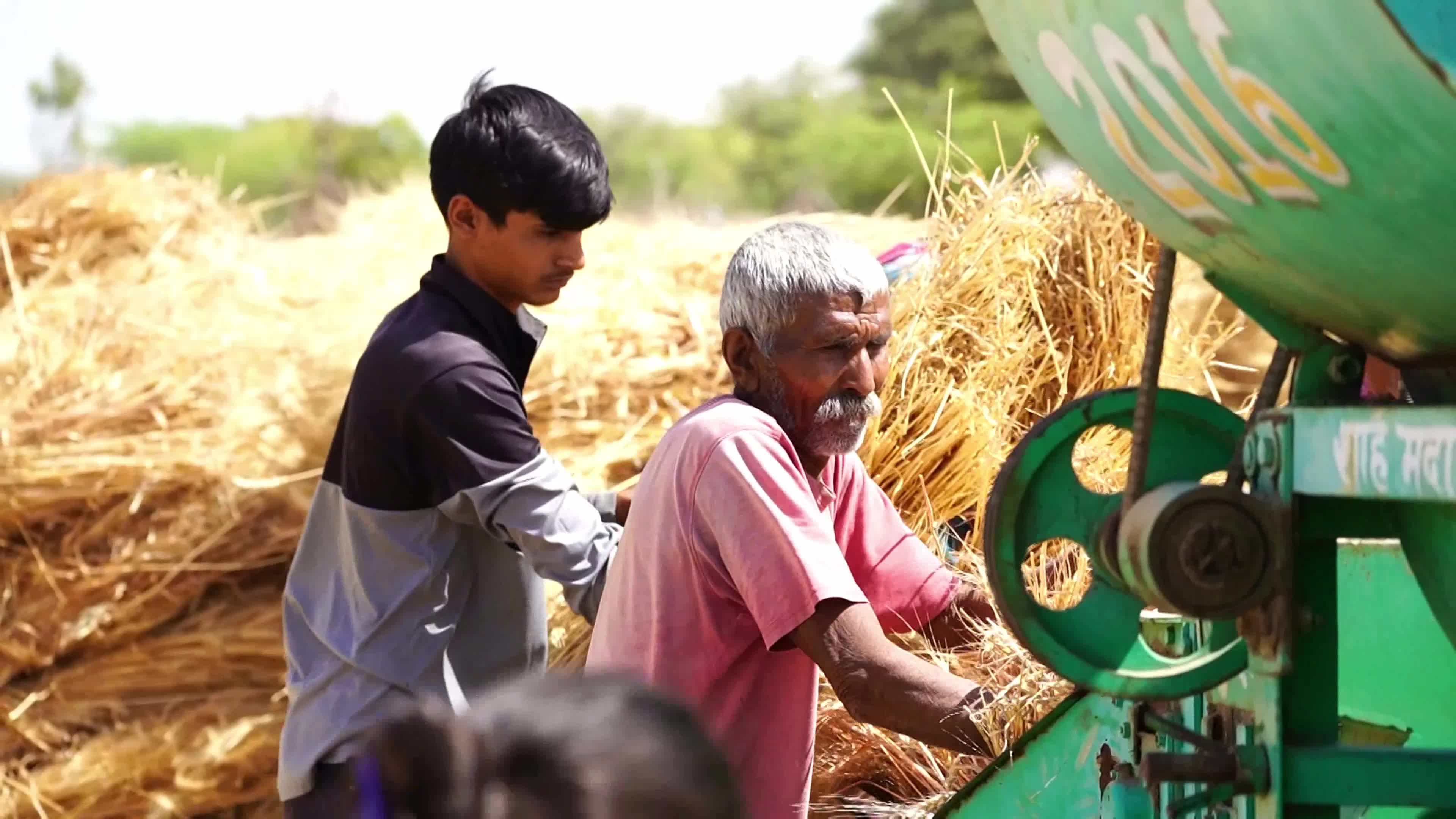 Indian Farmers thresh harvested wheat crop