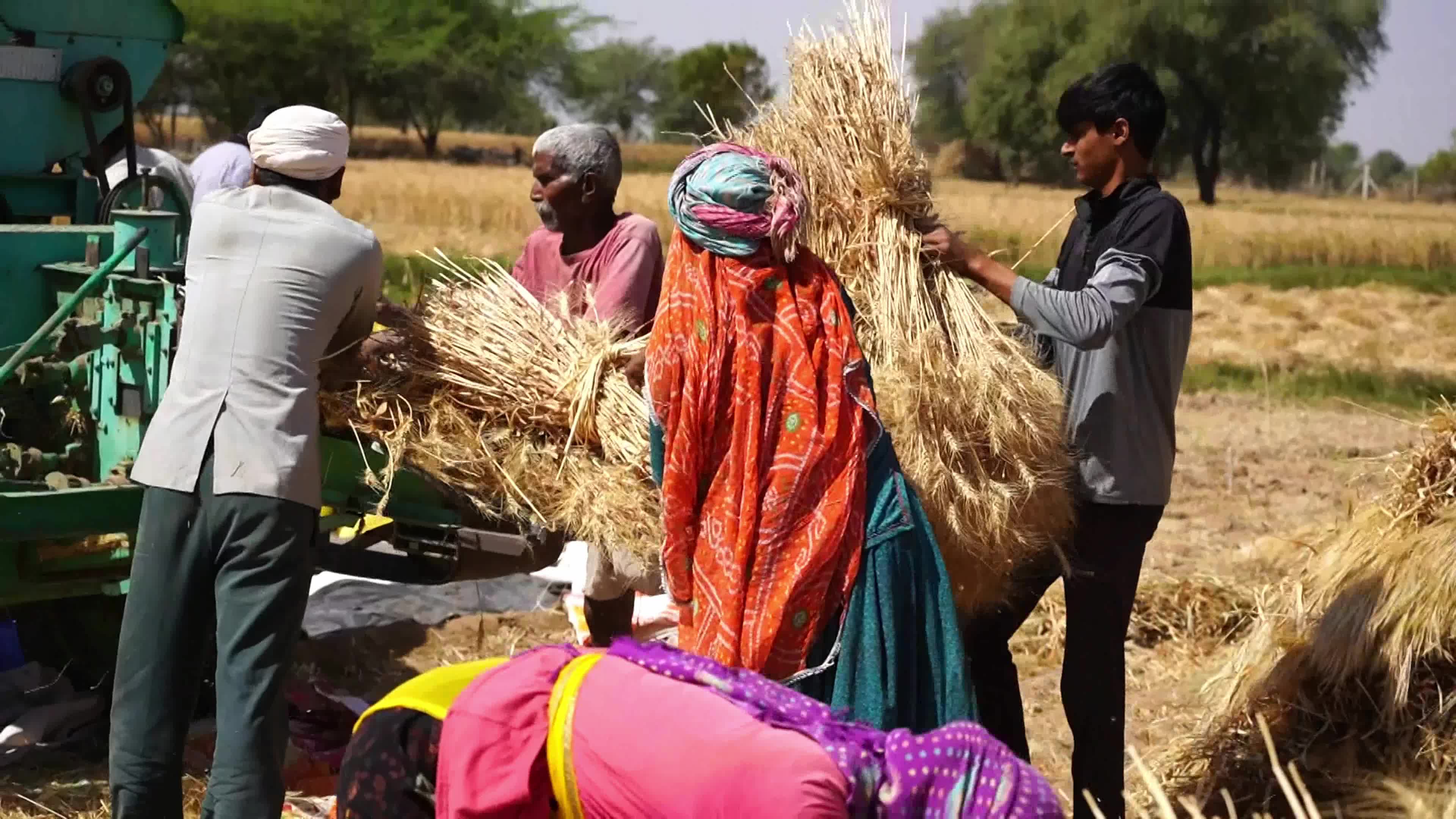 Indian Farmers thresh harvested wheat crop