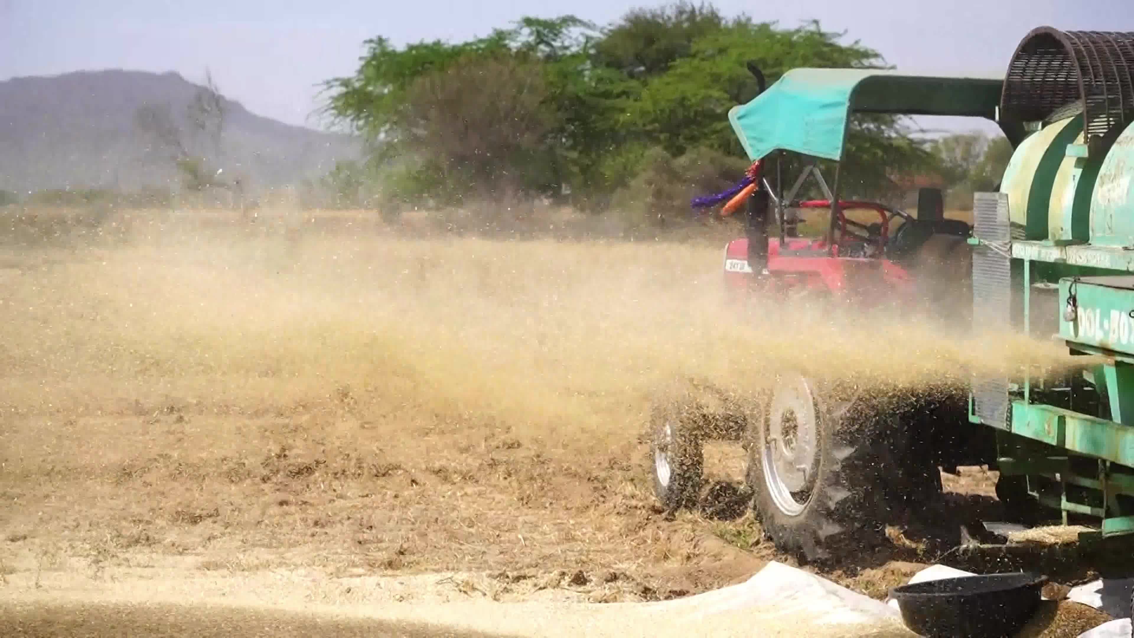 Indian Farmers thresh harvested wheat crop