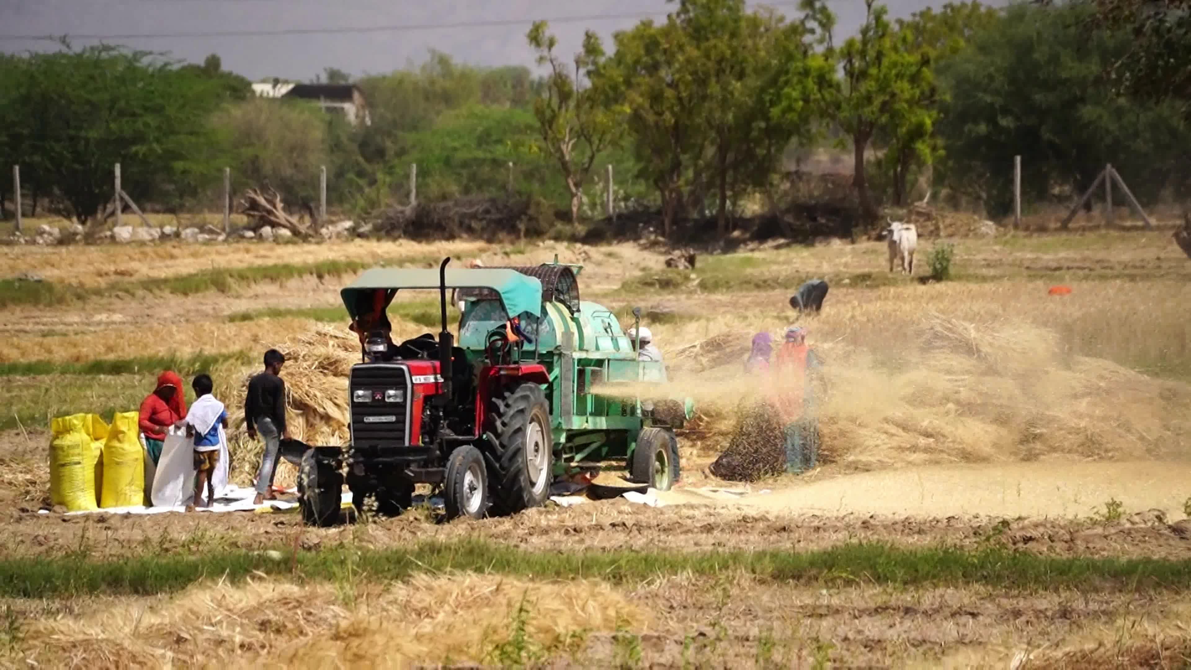 Indian Farmers thresh harvested wheat crop