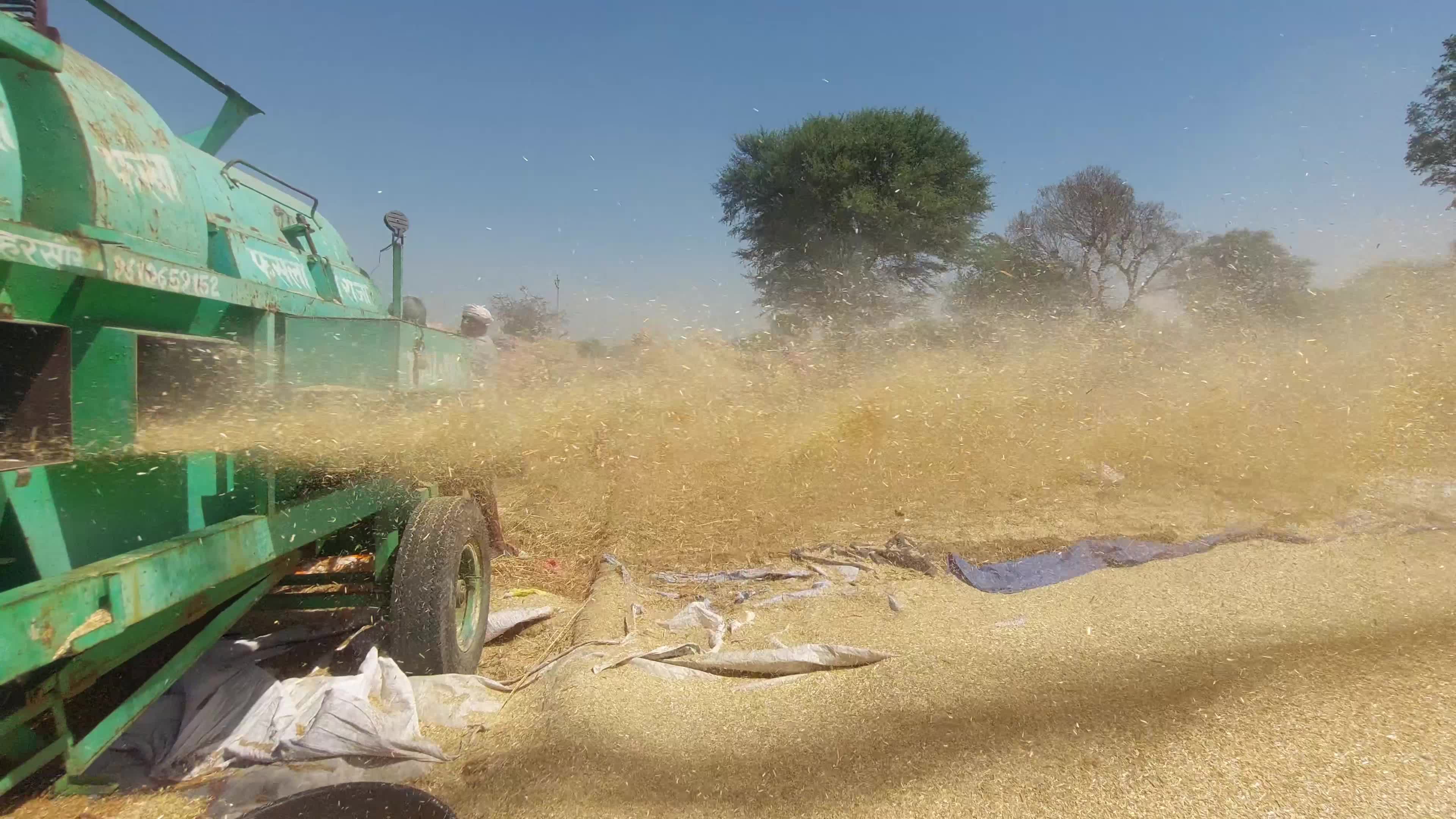 Indian Farmers thresh harvested wheat crop