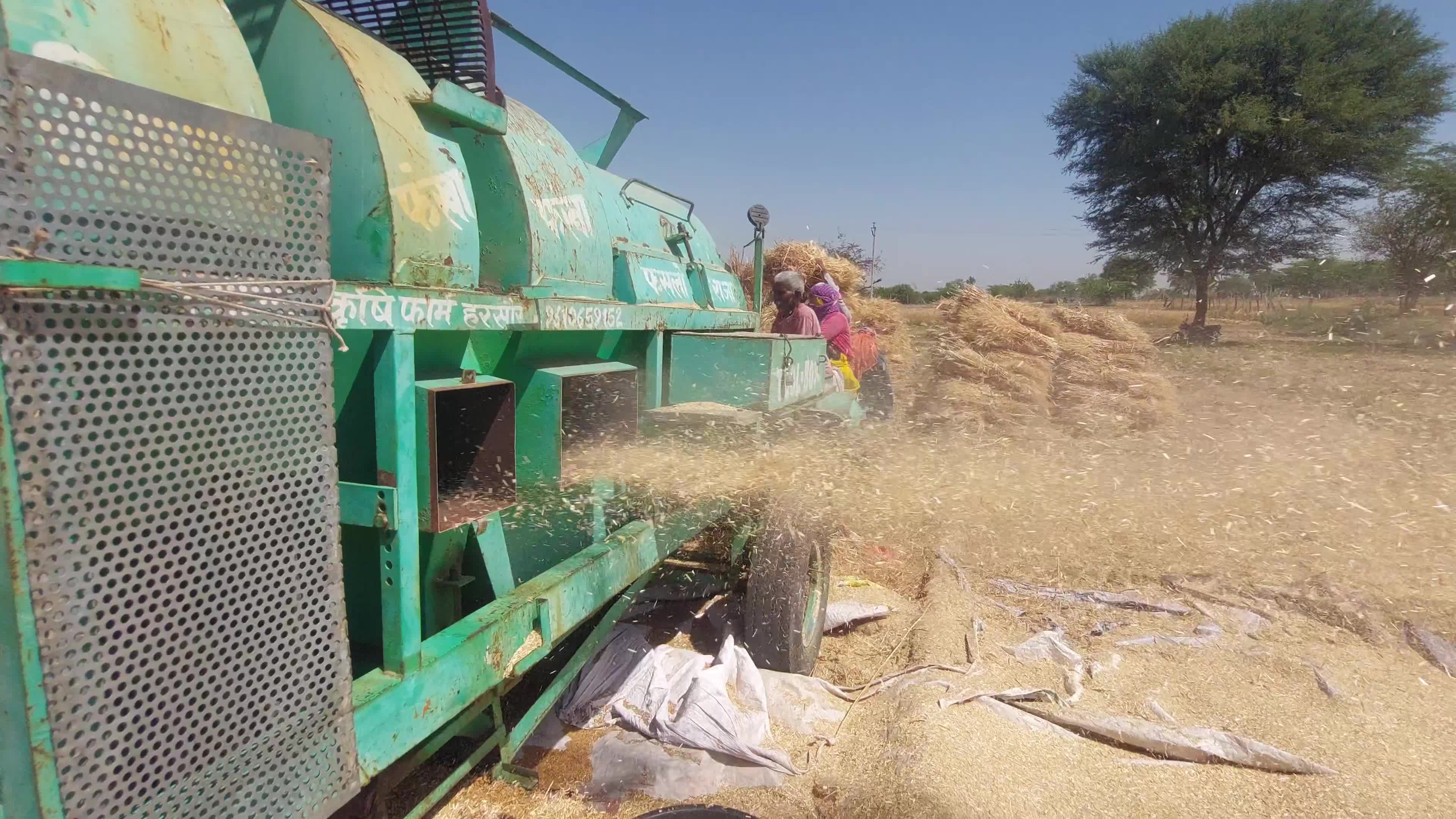 Indian Farmers thresh harvested wheat crop