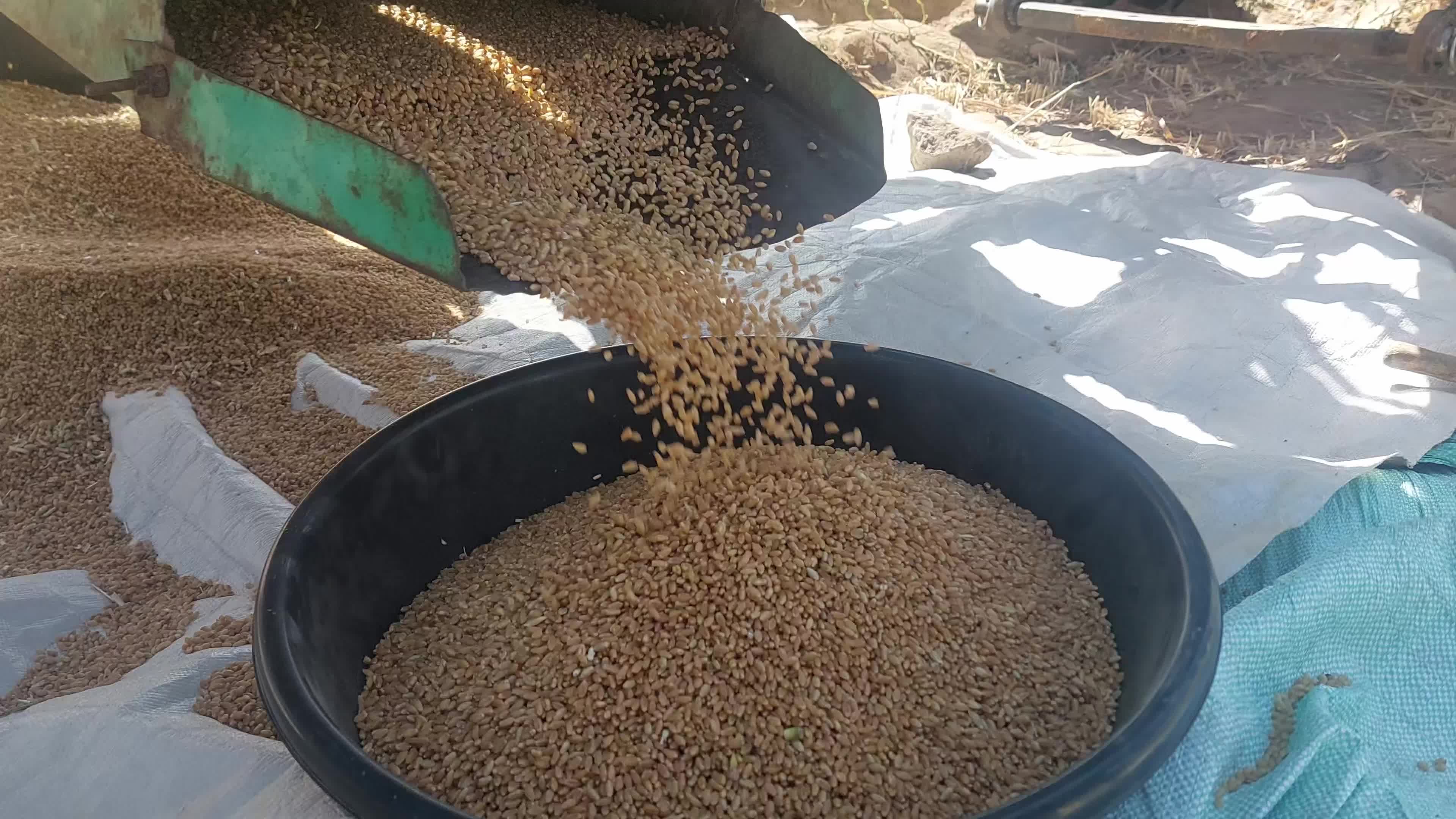Indian Farmers thresh harvested wheat crop