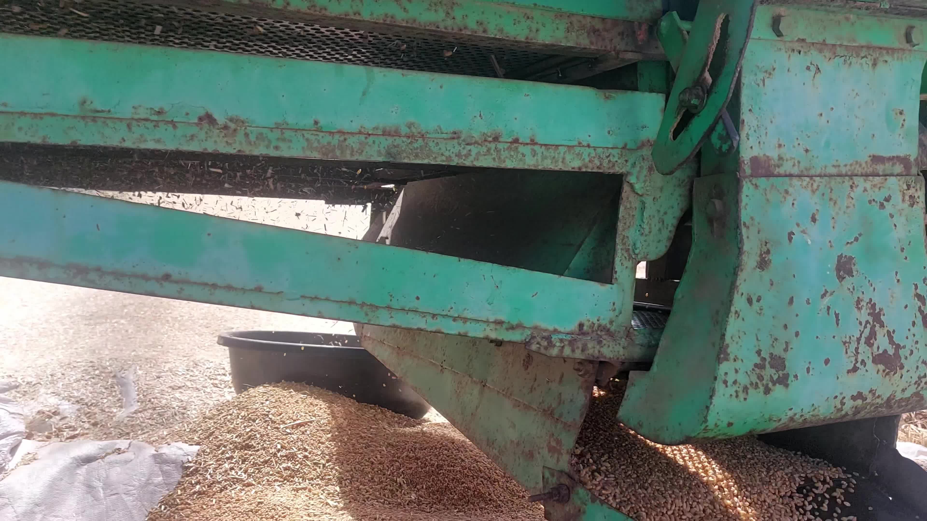 Indian Farmers thresh harvested wheat crop