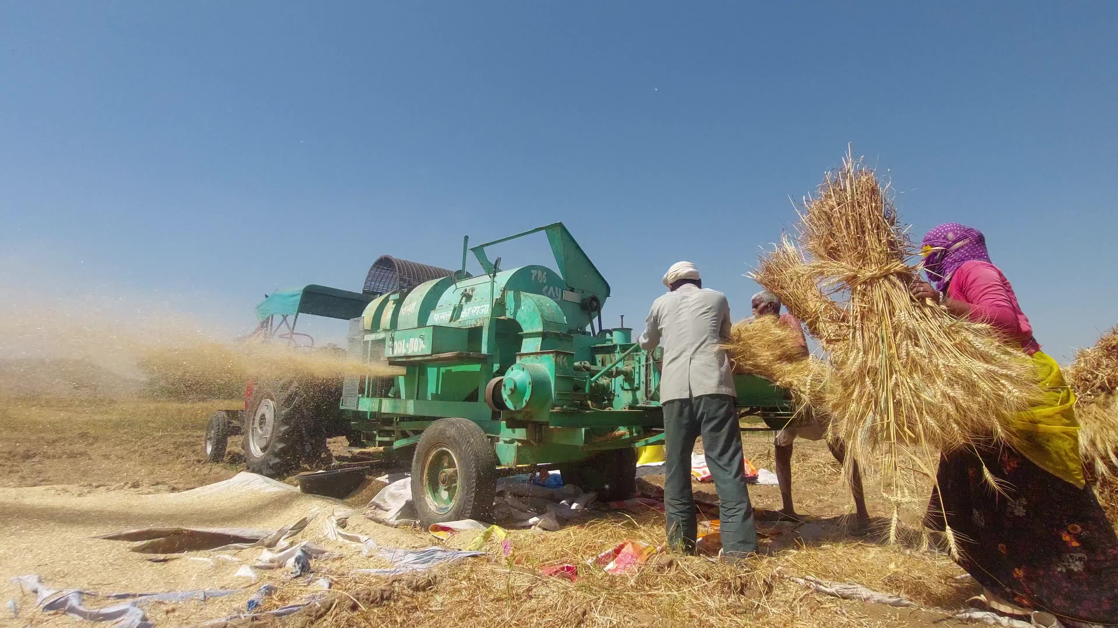Indian Farmers thresh harvested wheat crop