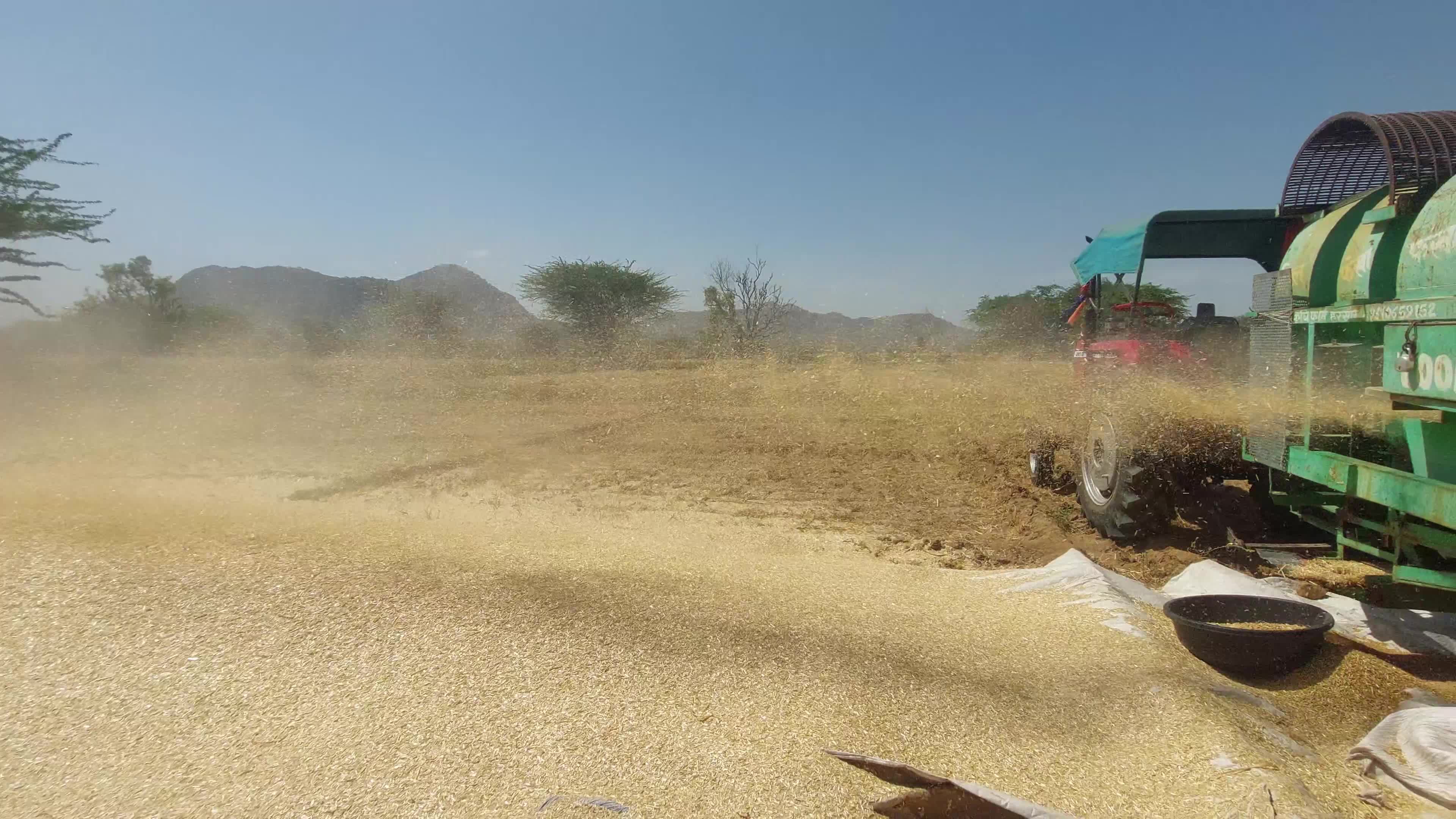 Indian Farmers thresh harvested wheat crop