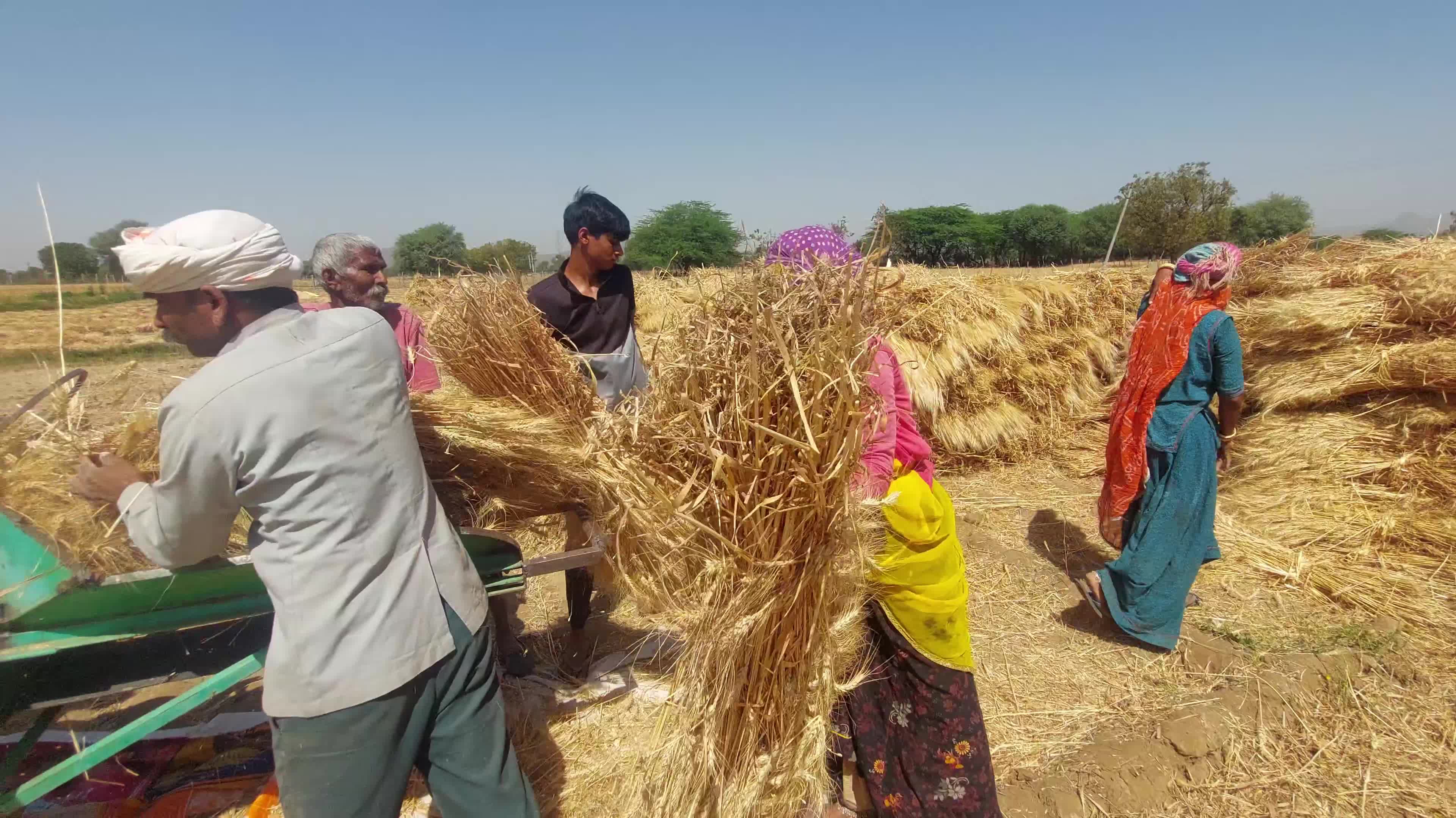Indian Farmers thresh harvested wheat crop