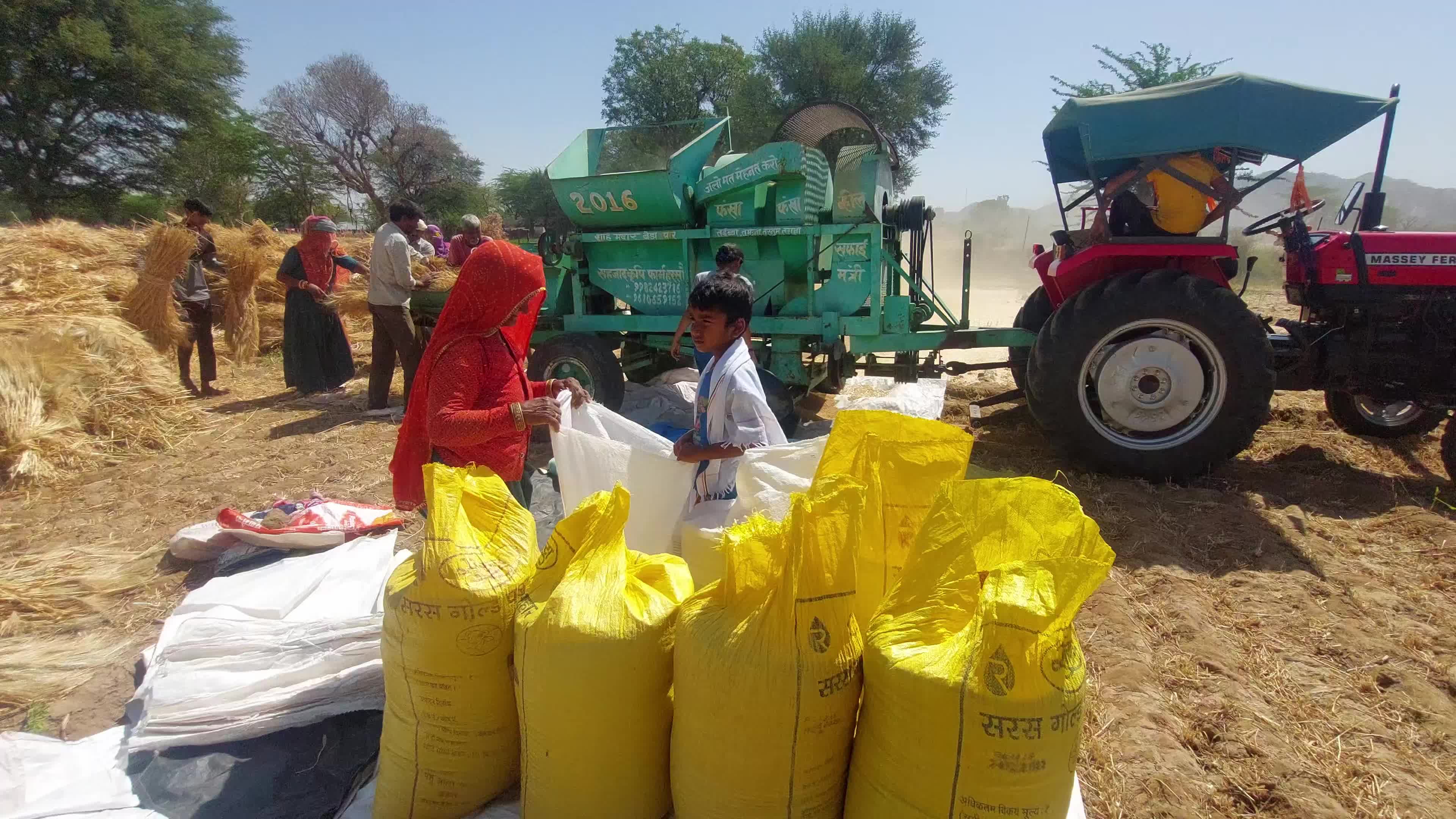 Indian Farmers thresh harvested wheat crop