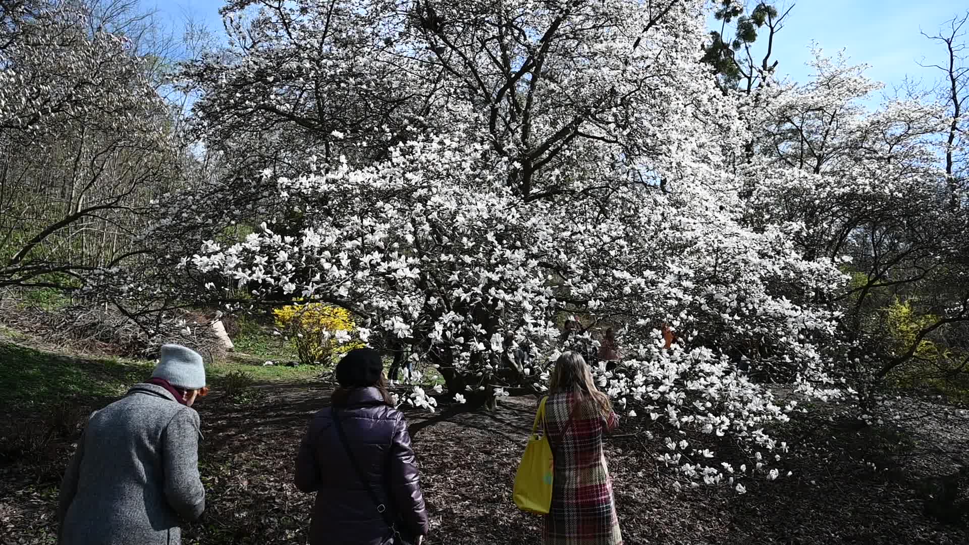 The first Magnolia trees start to blossom in Kyiv