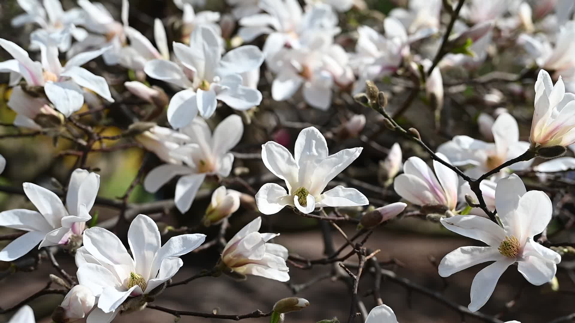 The first Magnolia trees start to blossom in Kyiv