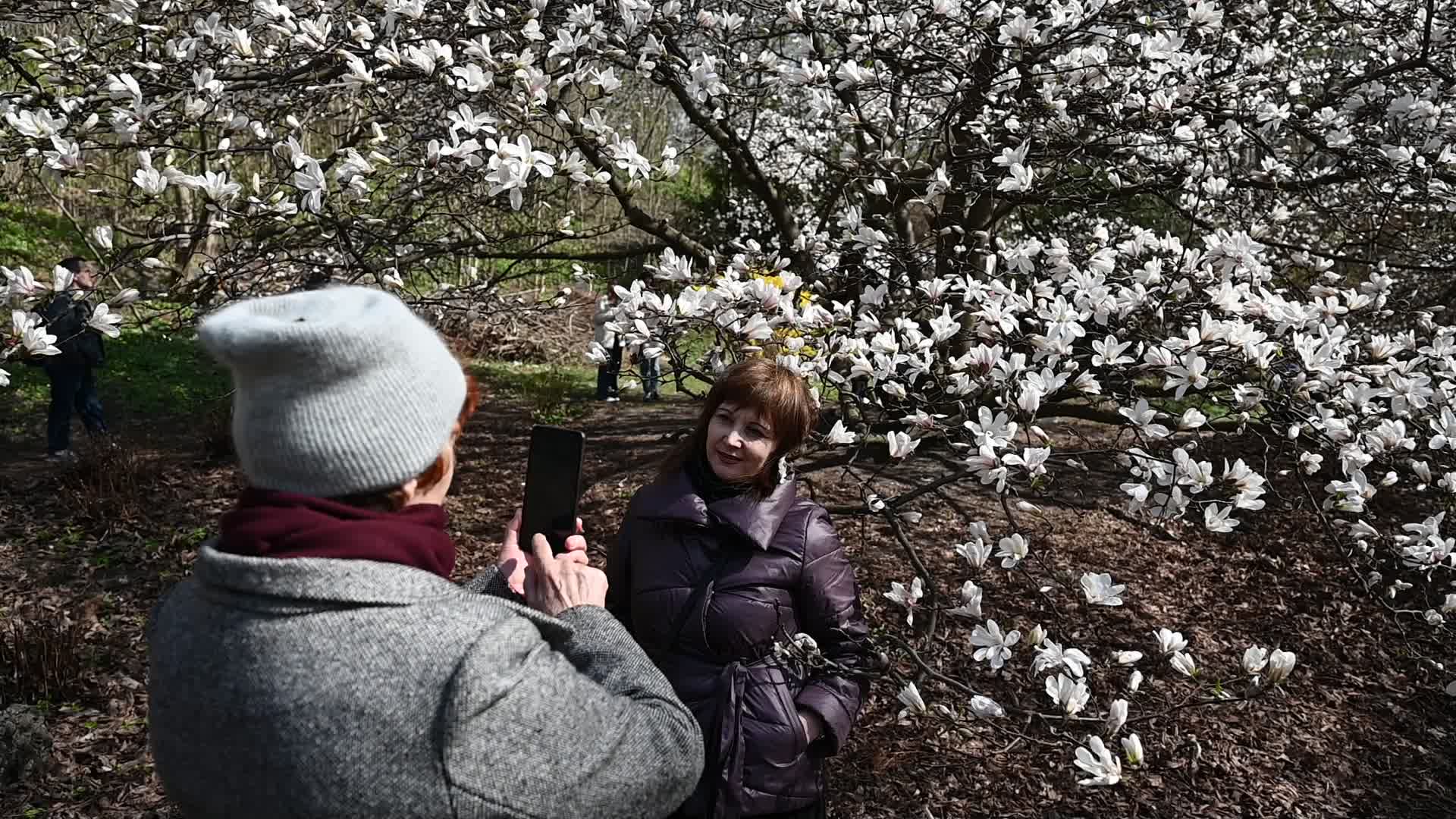 The first Magnolia trees start to blossom in Kyiv