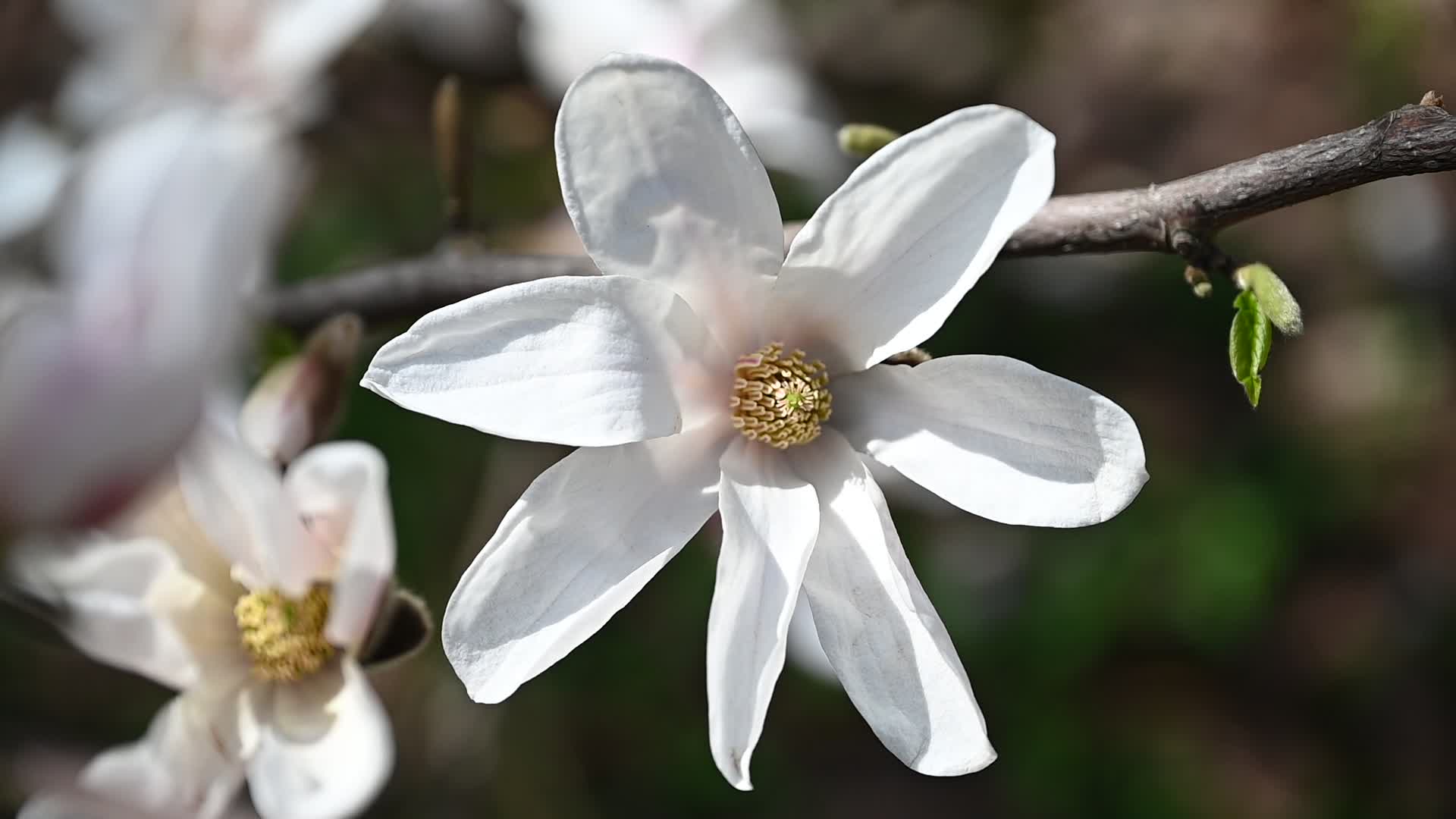 The first Magnolia trees start to blossom in Kyiv