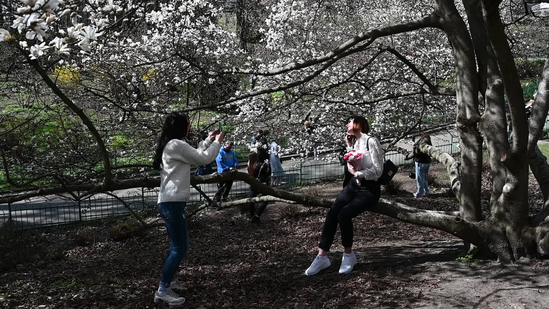 The first Magnolia trees start to blossom in Kyiv