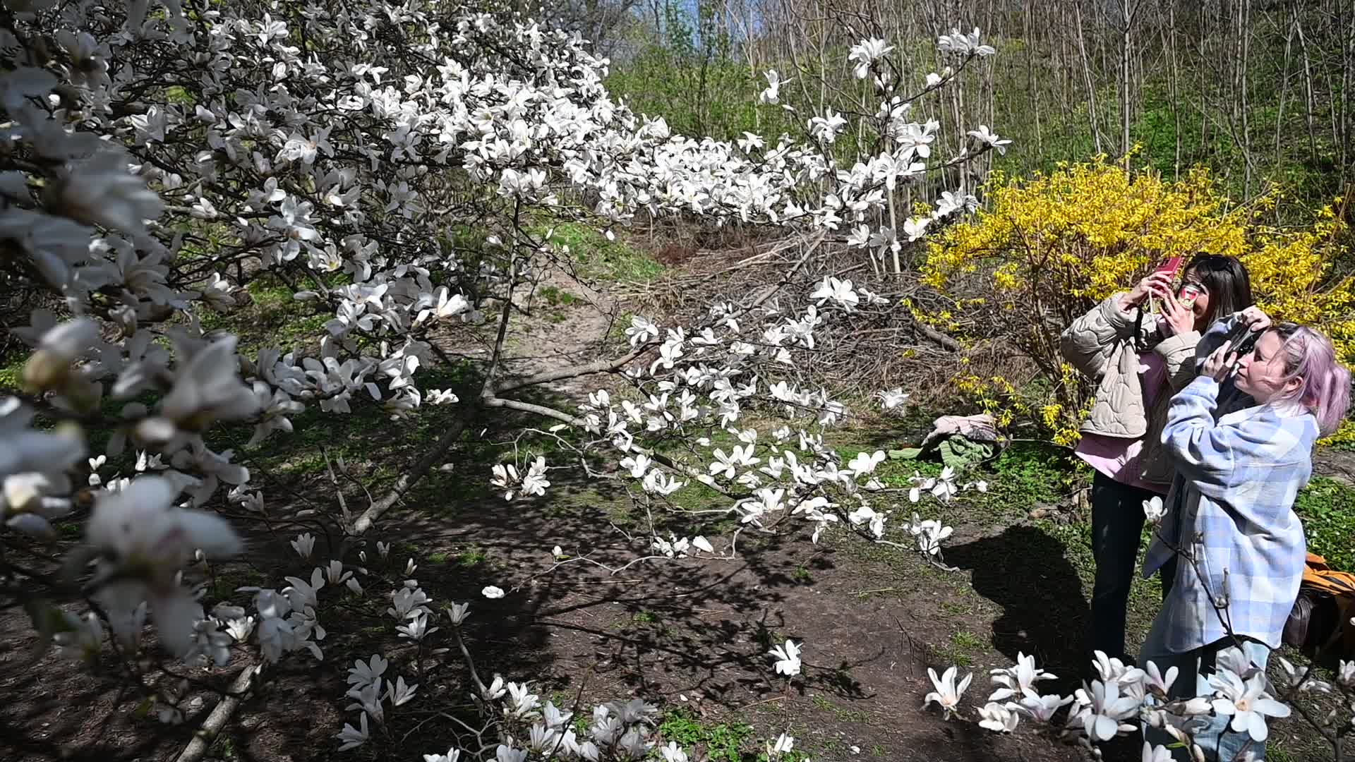 The first Magnolia trees start to blossom in Kyiv