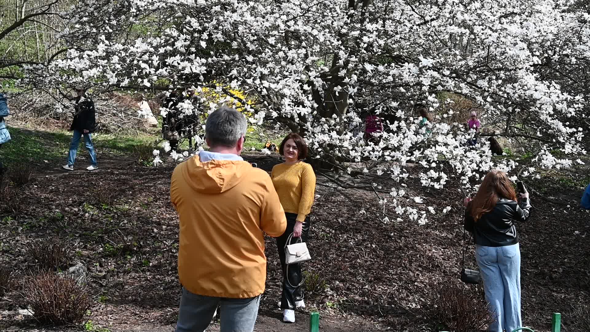 The first Magnolia trees start to blossom in Kyiv