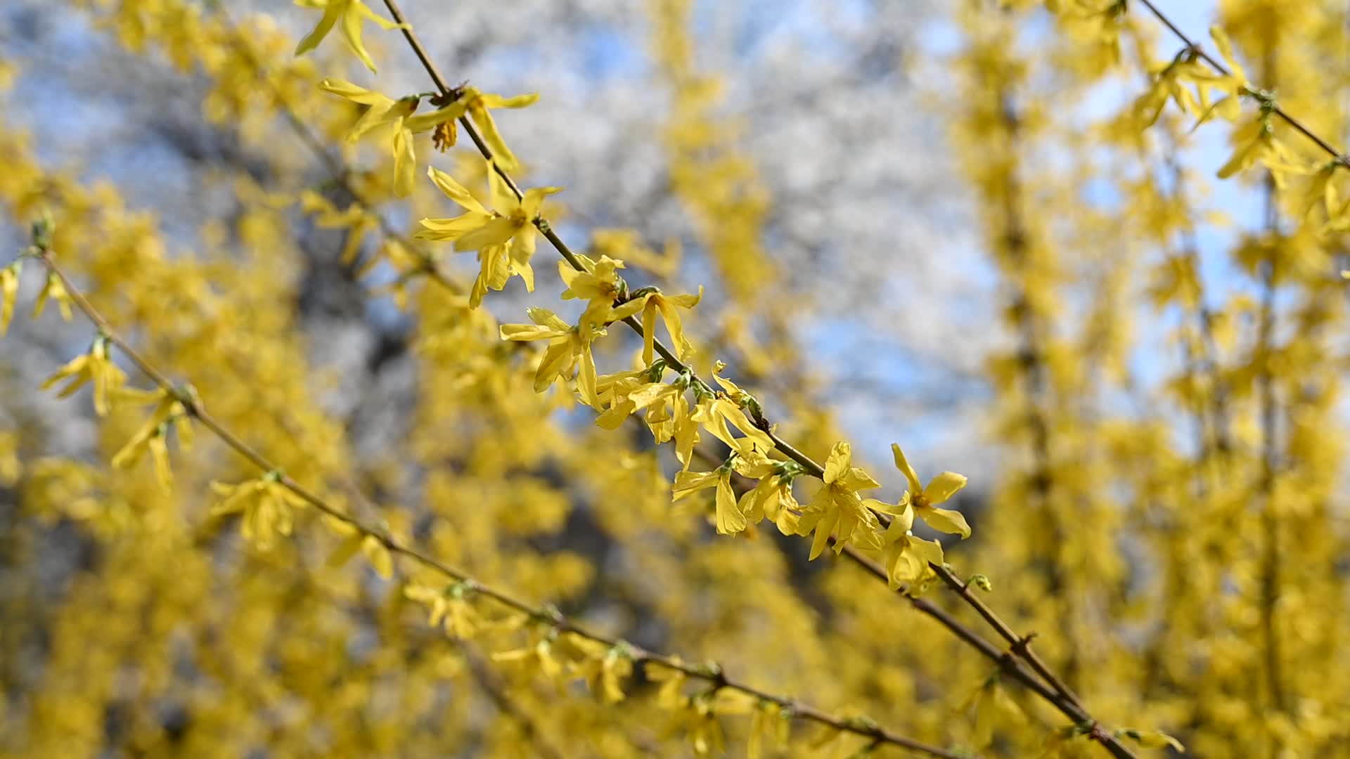 The first Magnolia trees start to blossom in Kyiv