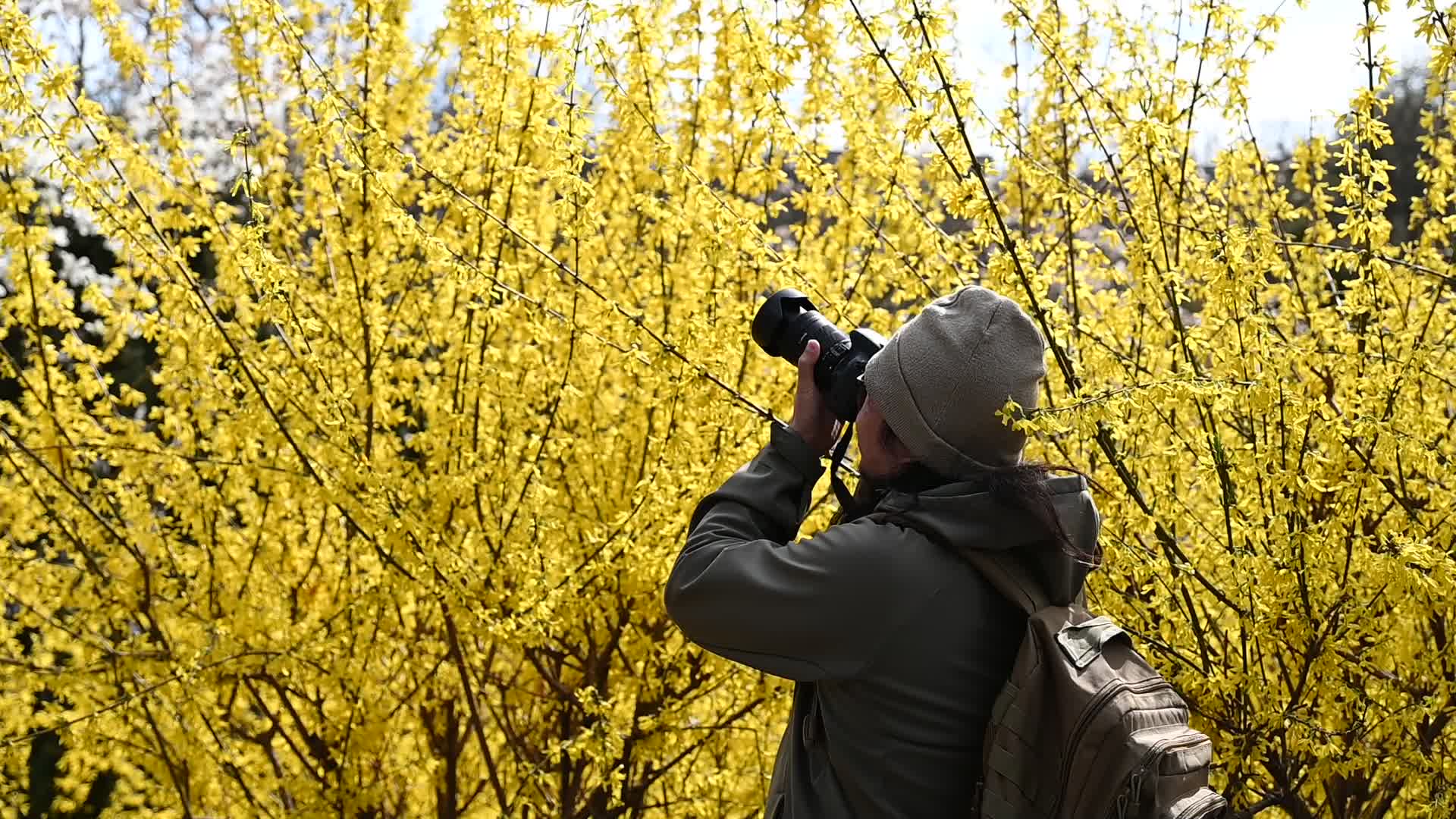 The first Magnolia trees start to blossom in Kyiv