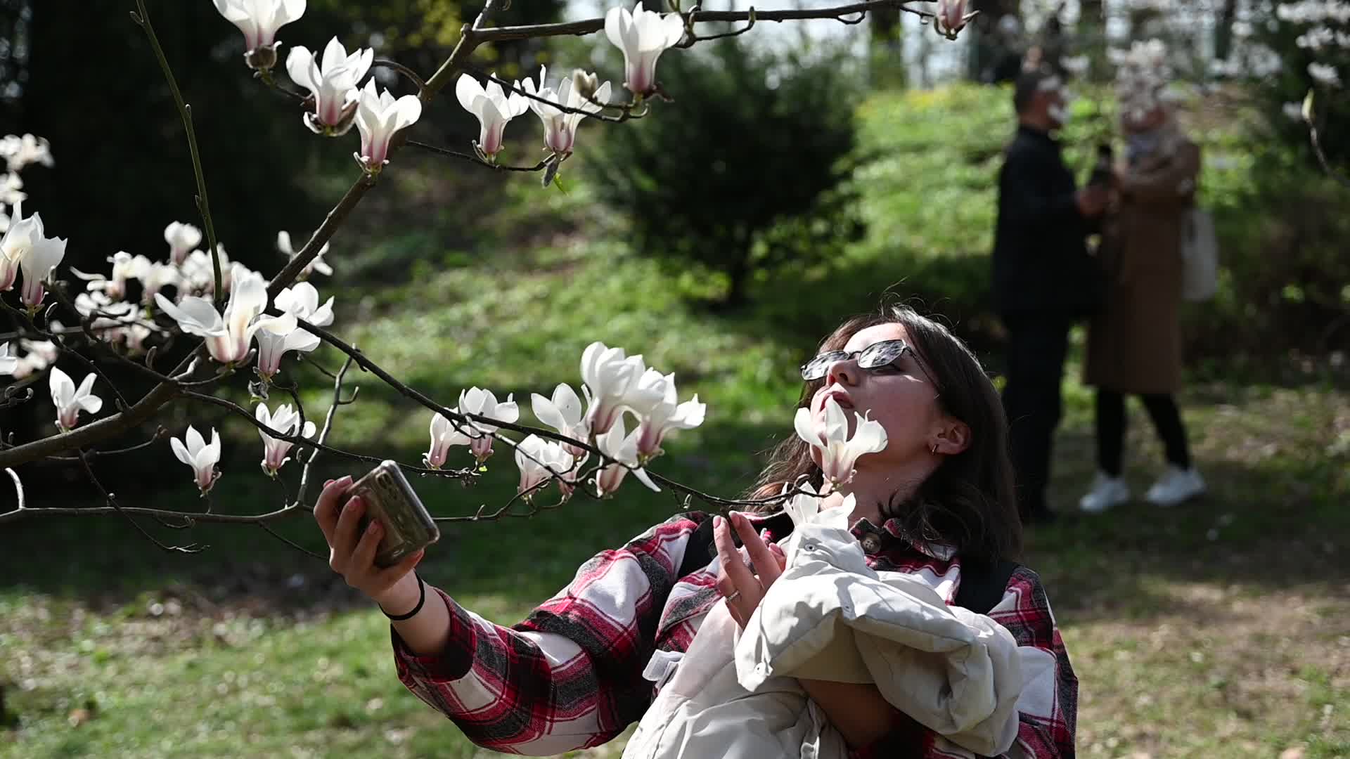 The first Magnolia trees start to blossom in Kyiv
