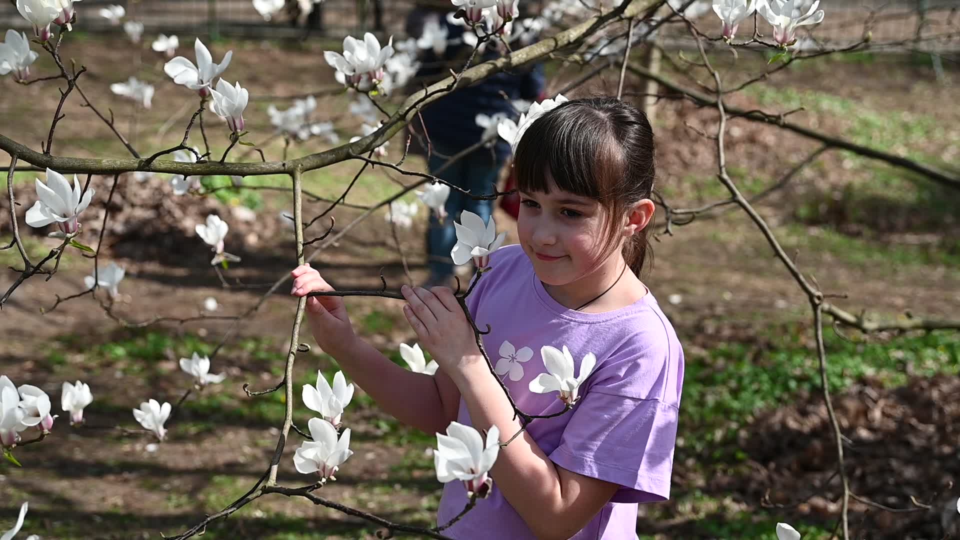 The first Magnolia trees start to blossom in Kyiv