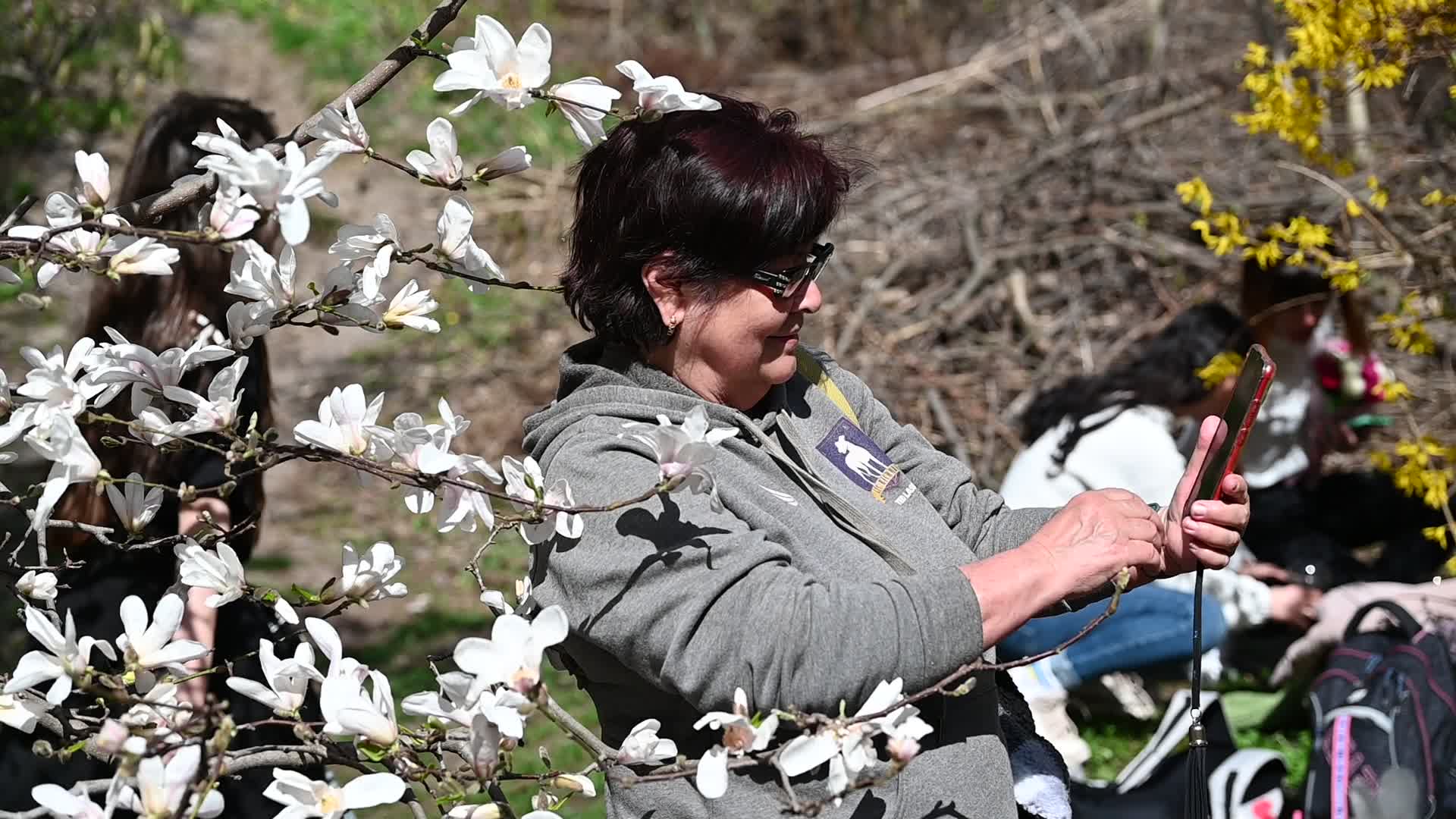 The first Magnolia trees start to blossom in Kyiv
