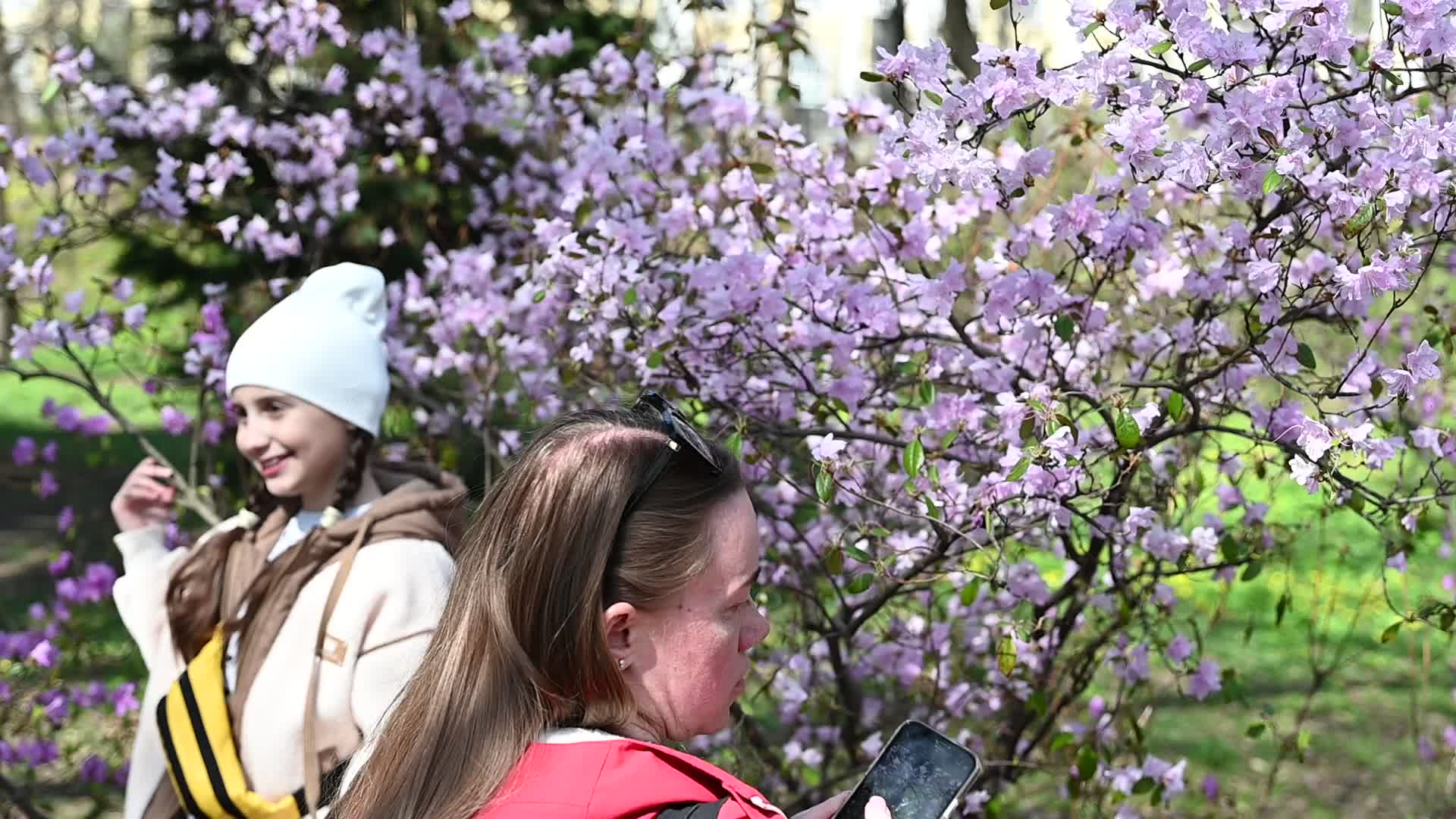The first Magnolia trees start to blossom in Kyiv