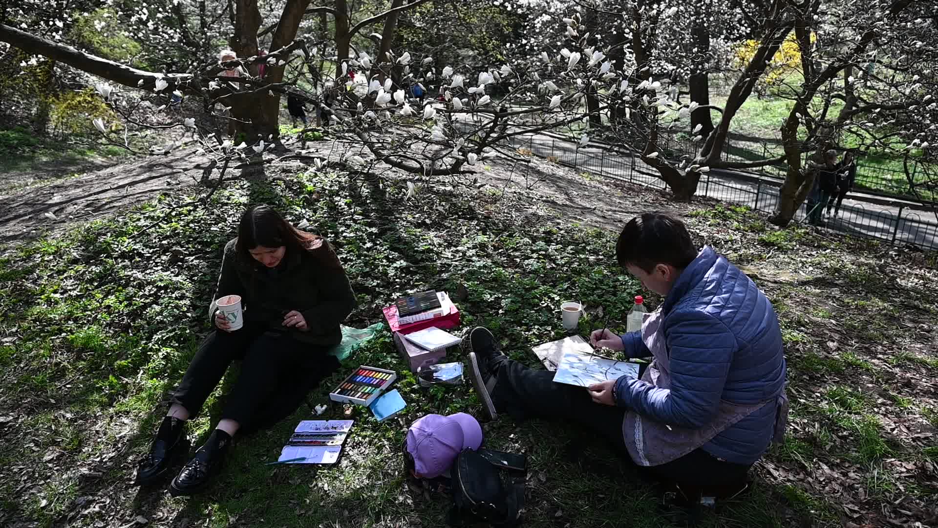 The first Magnolia trees start to blossom in Kyiv