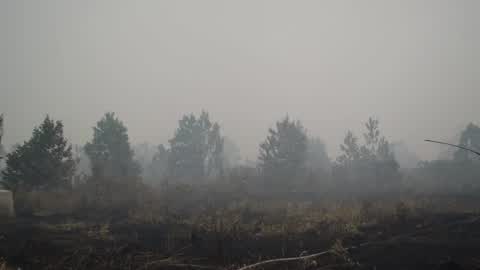 Indonesia Forest Fire