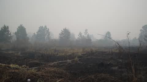 Indonesia Forest Fire