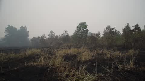 Indonesia Forest Fire