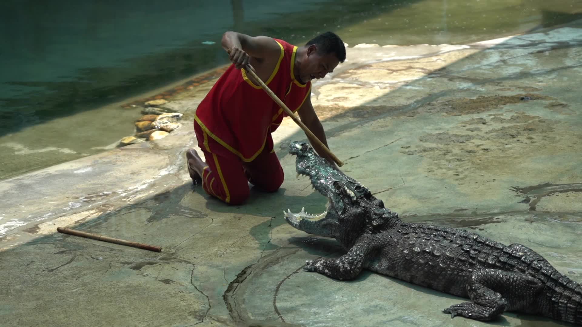 Samutprakarn Crocodile Farm and Zoo Reopens After.