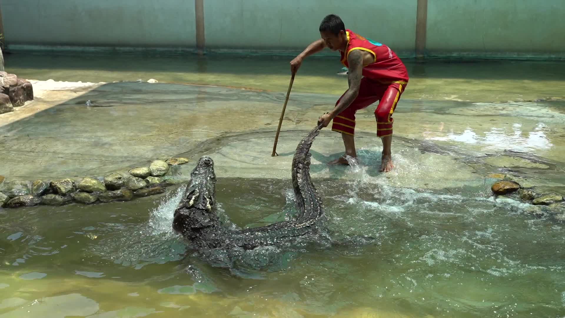 Samutprakarn Crocodile Farm and Zoo Reopens After.