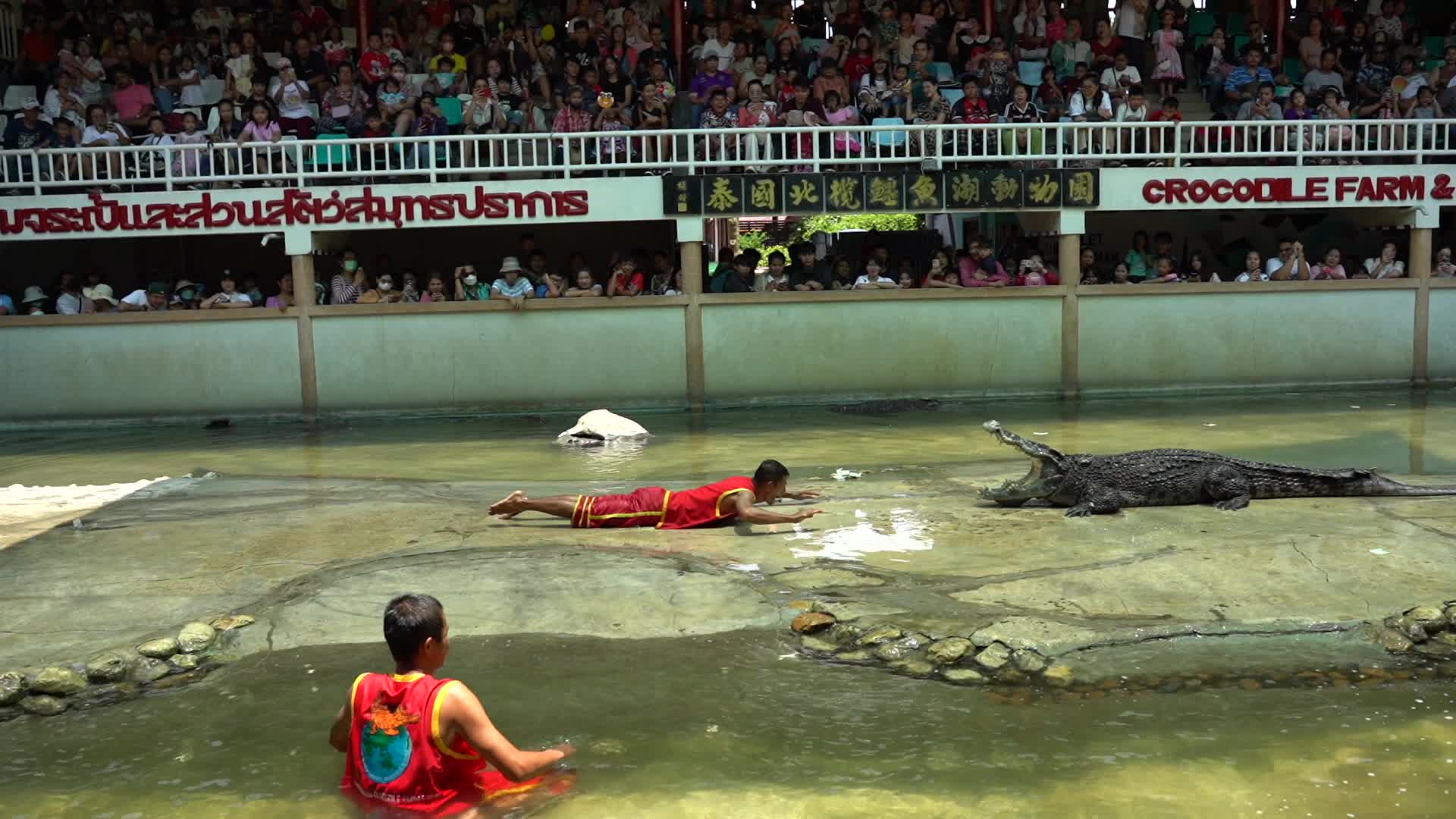 Samutprakarn Crocodile Farm and Zoo Reopens After.