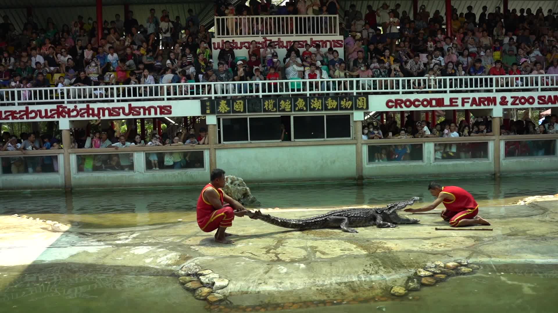 Samutprakarn Crocodile Farm and Zoo Reopens After.