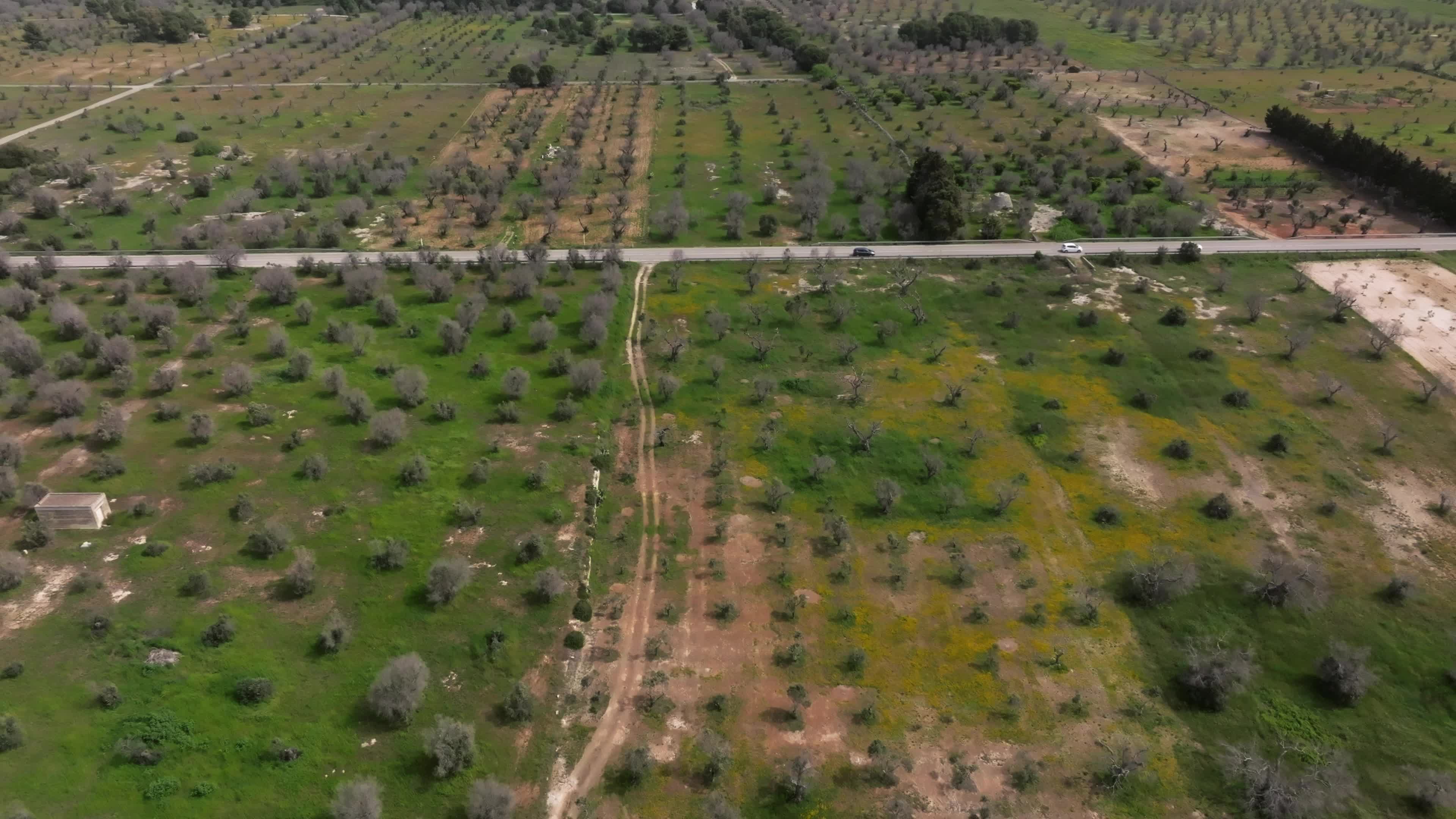 Olive Tree Devastation in Puglia Due To Xylella Fastidiosa Bacterium
