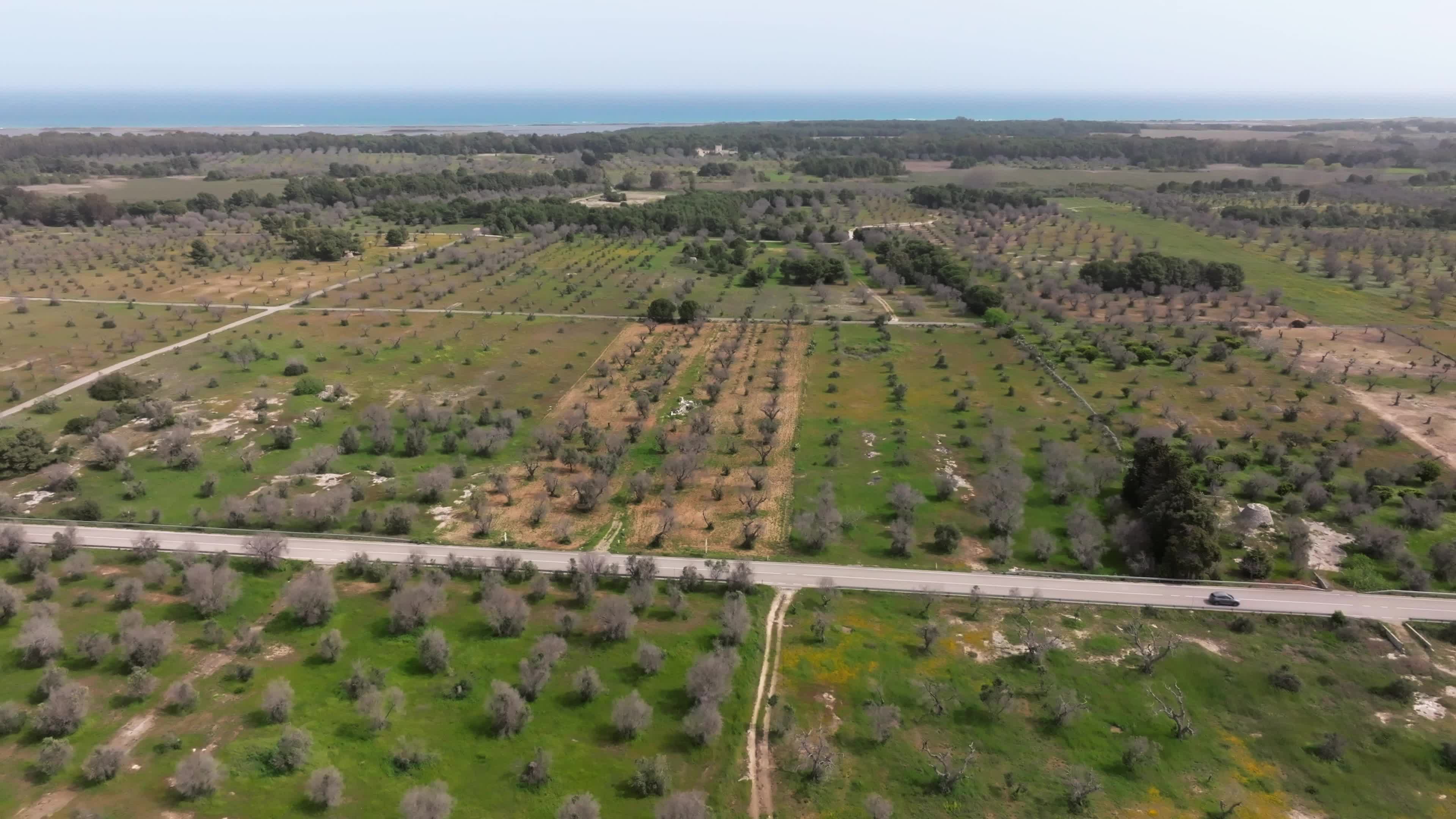 Olive Tree Devastation in Puglia Due To Xylella Fastidiosa Bacterium