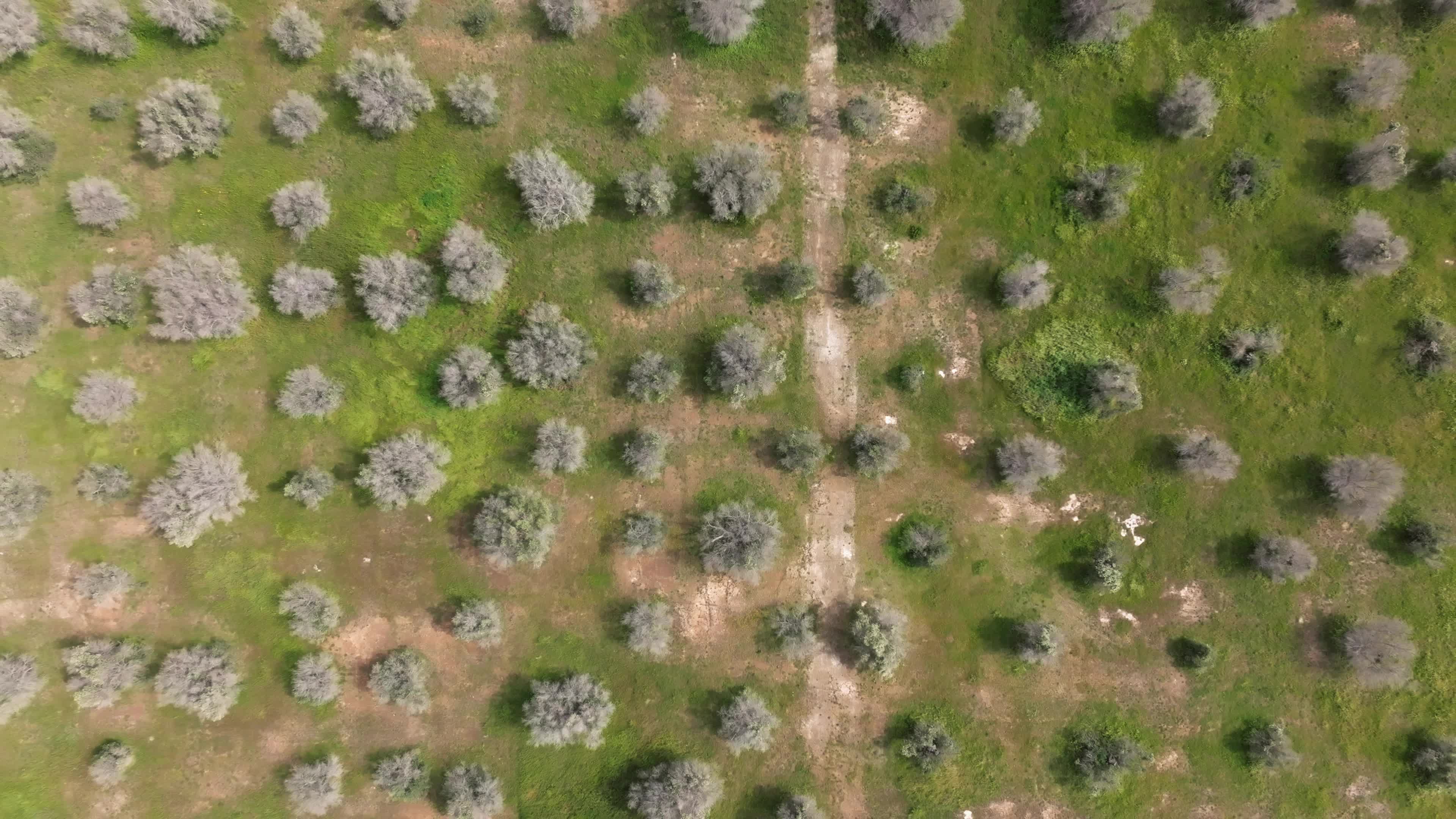 Olive Tree Devastation in Puglia Due To Xylella Fastidiosa Bacterium