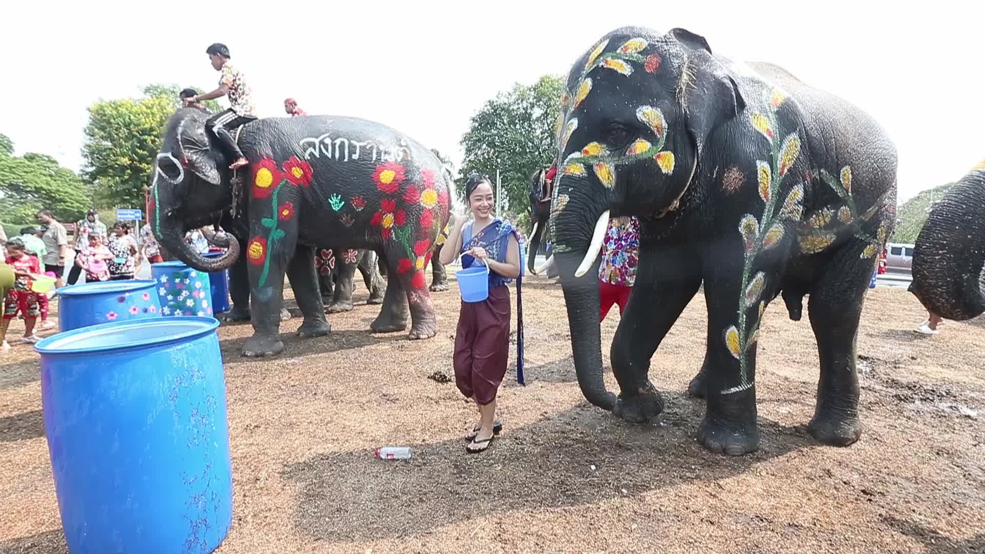 Elephants play at Thai Songkran Water Festival