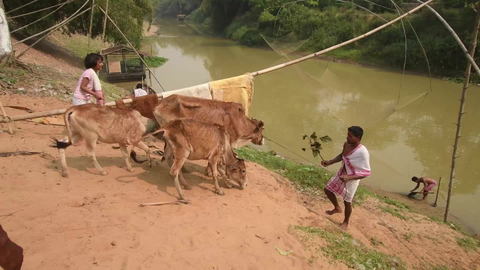 Rongali Bihu celebration begins in Assam with 'Goru Bihu'